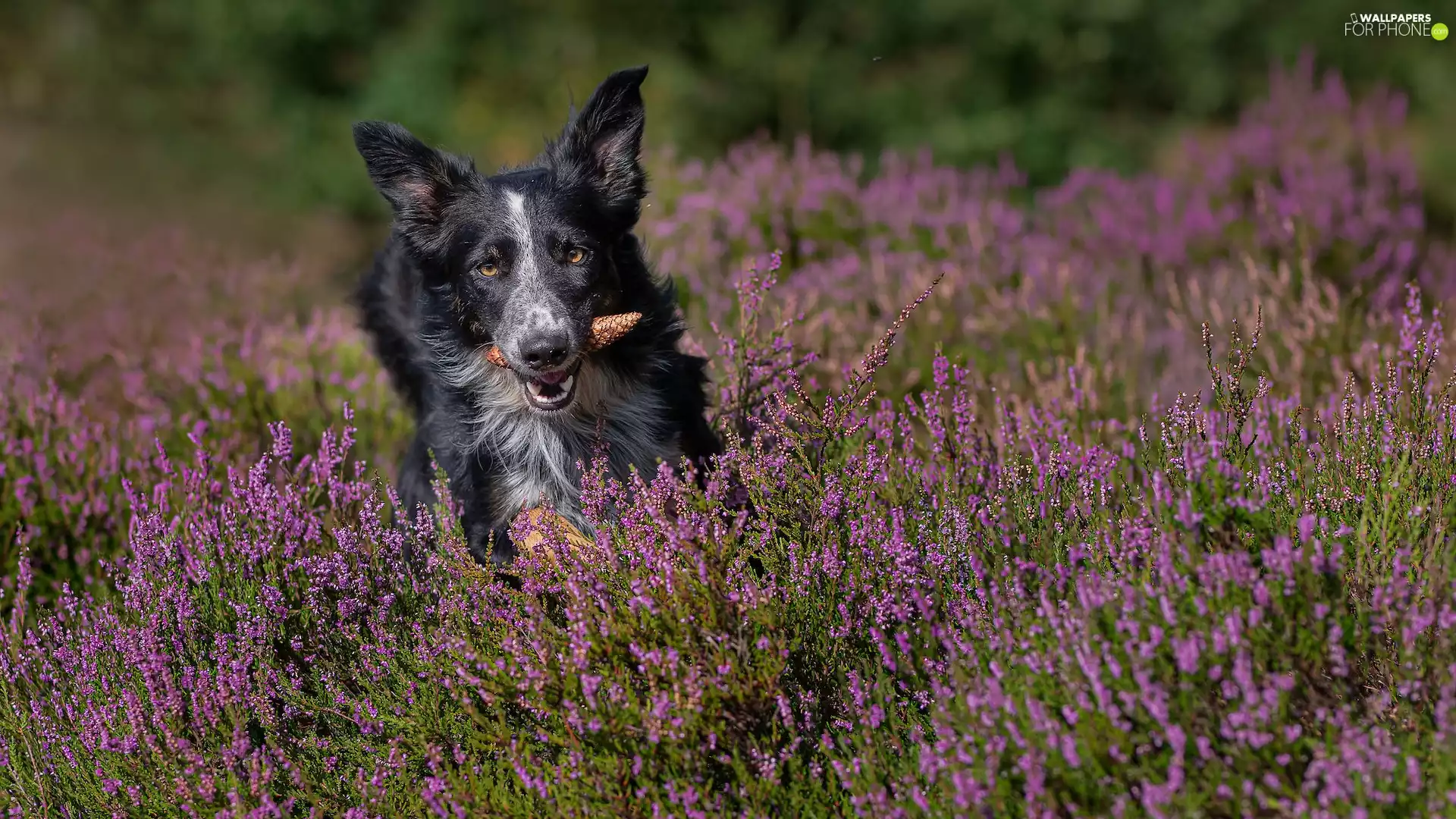 dog, cone, heathers, Border Collie