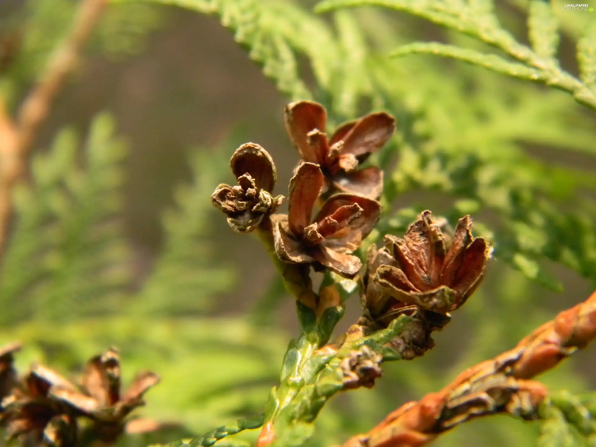 cones, thuja, common