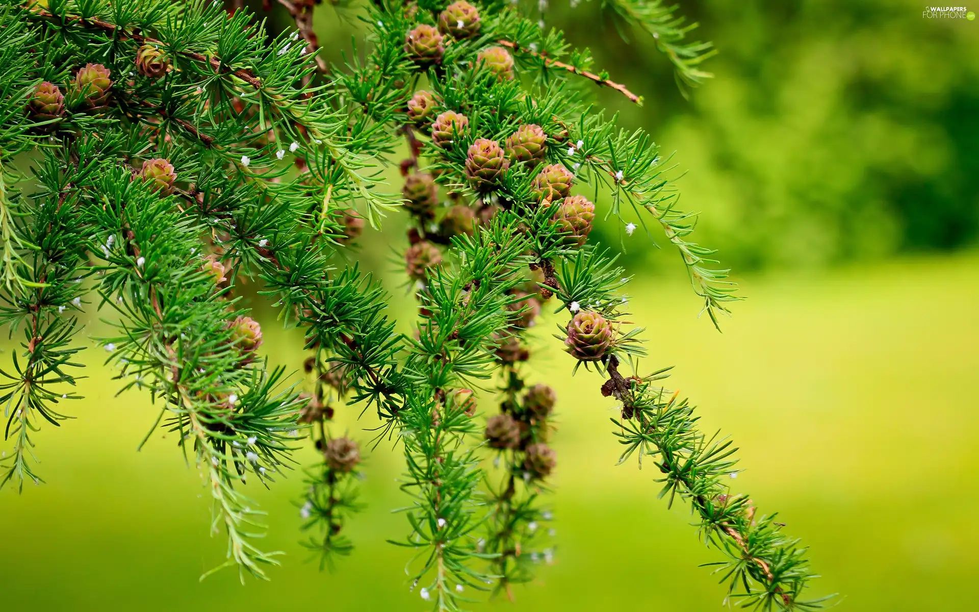 conifer, cones
