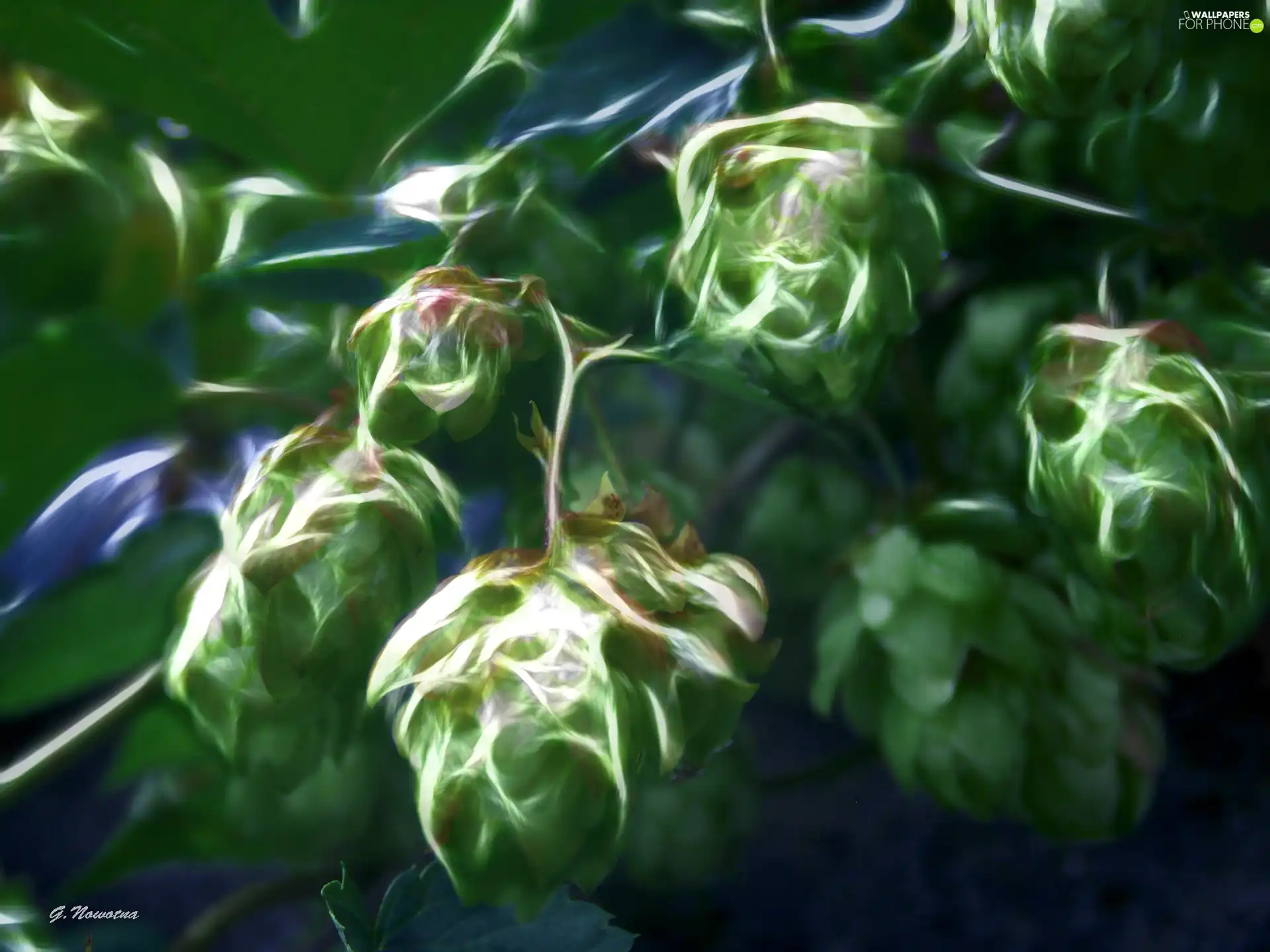 hop, cones