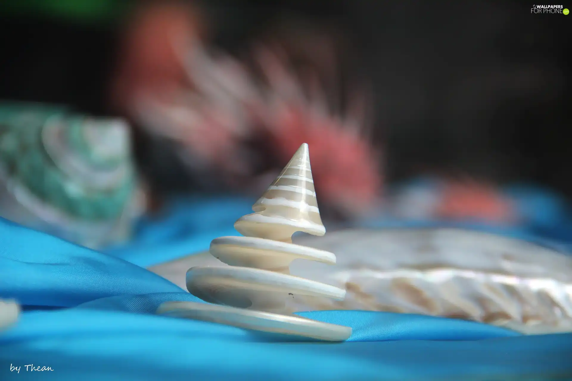 Shells, Cones