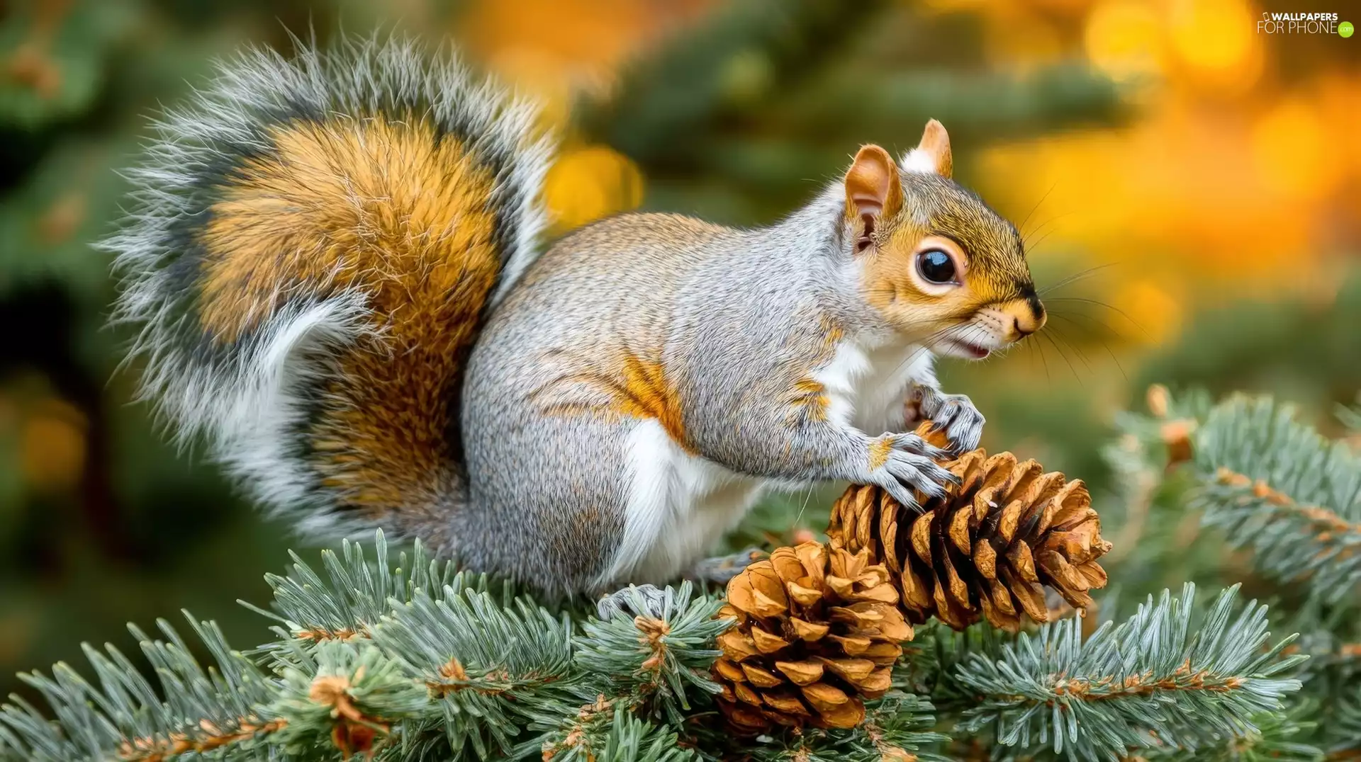 cones, squirrel, Twigs