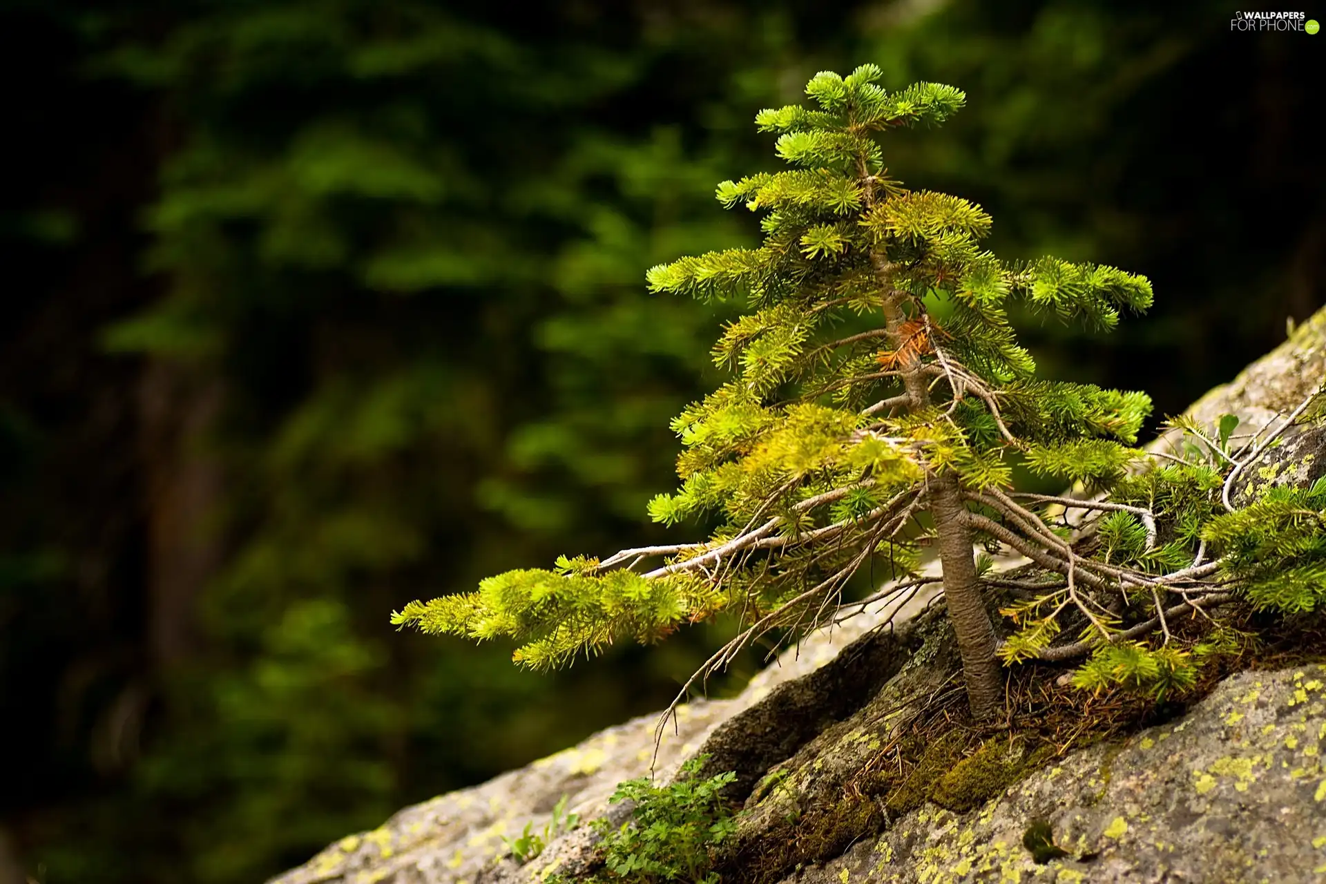 conifer, Rocks, sapling