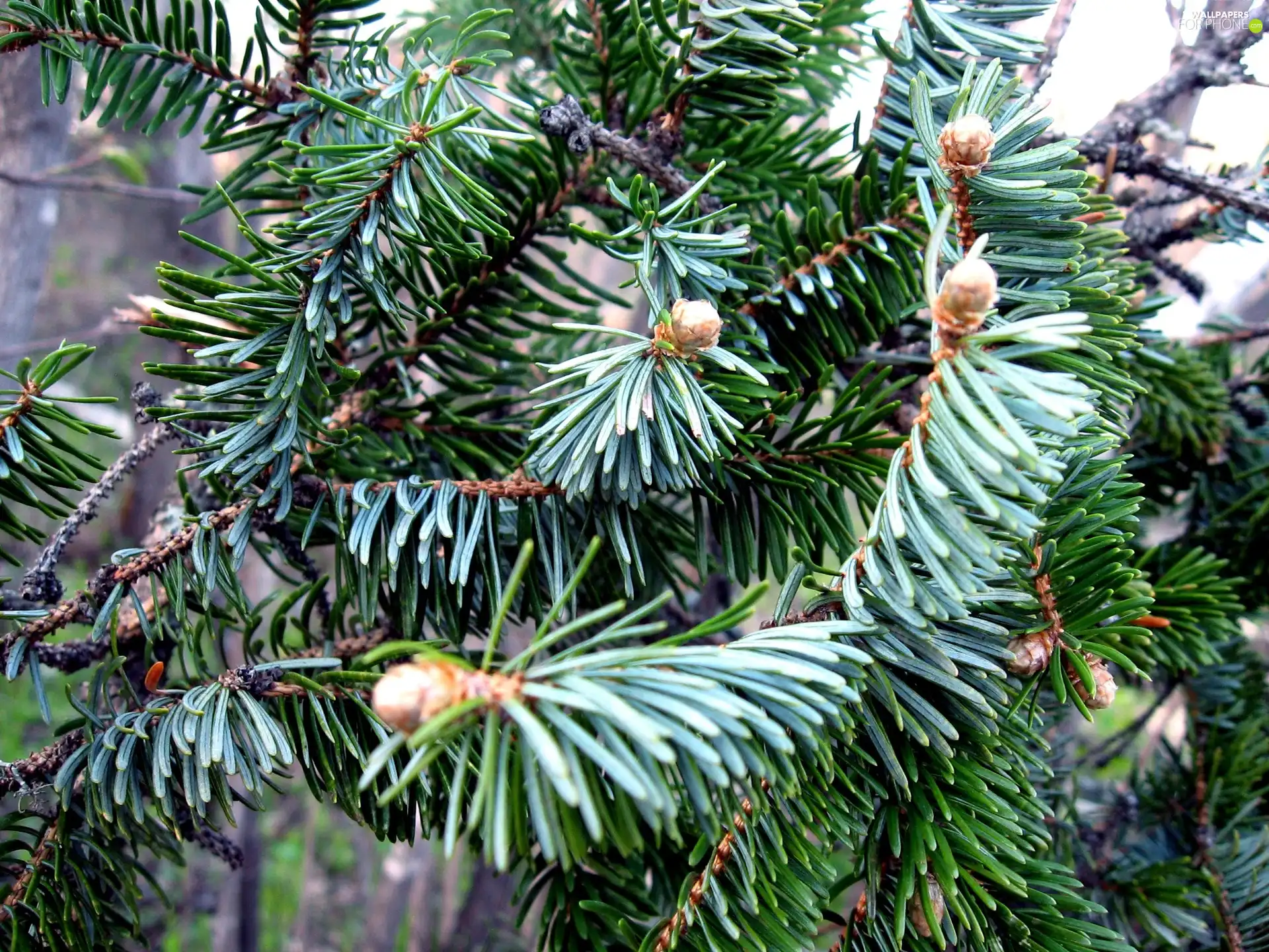 Twigs, conifer