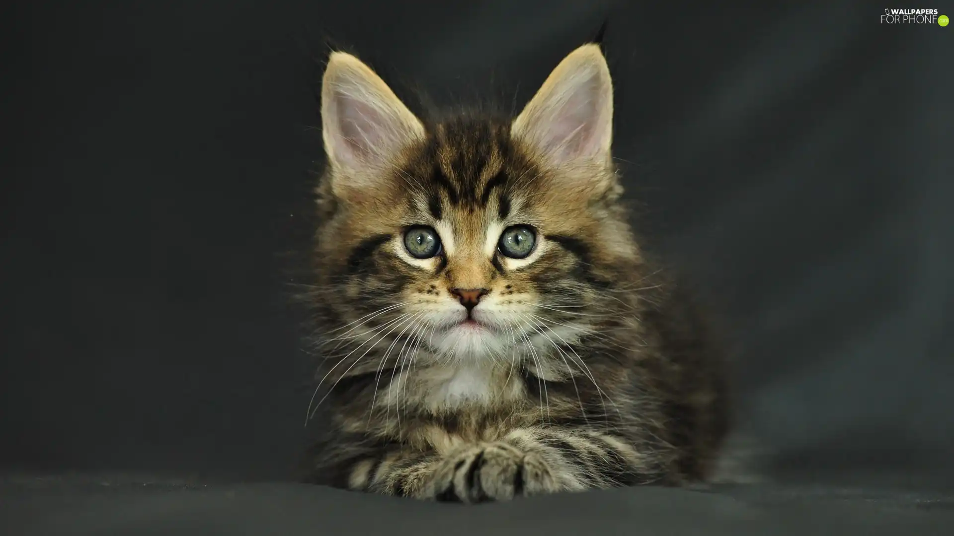 kitten, Maine Coon