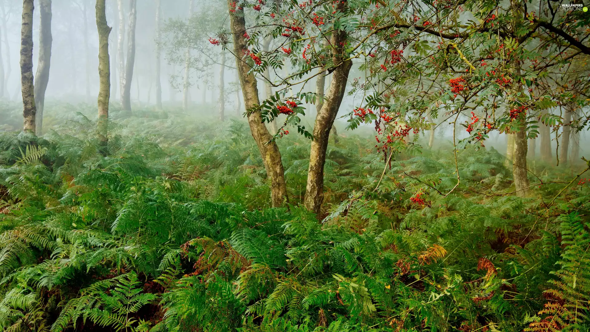 fern, forest, Fog, coppice, Plant, birch