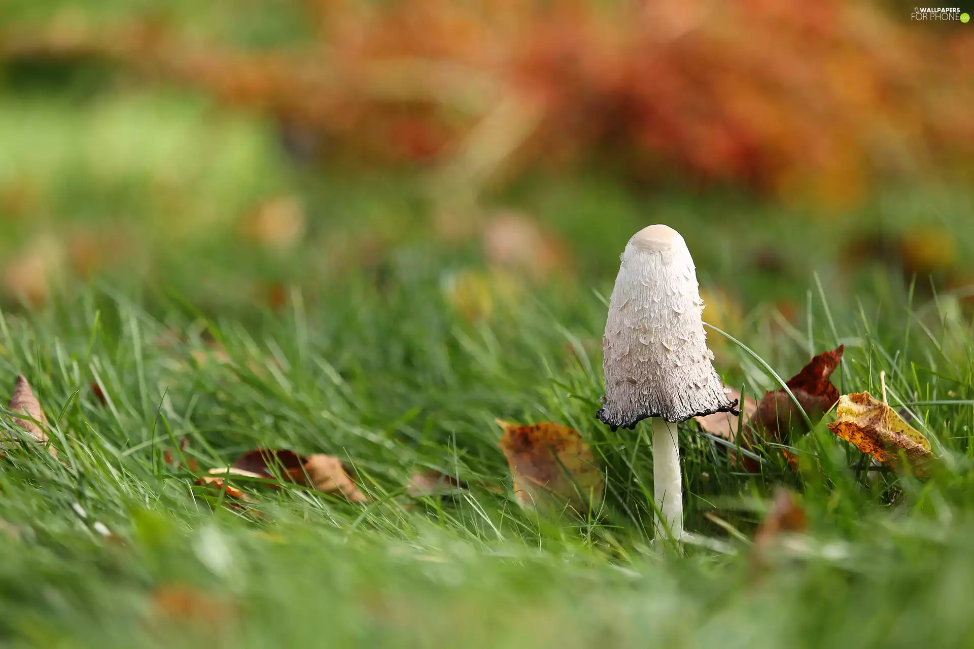 Mushrooms, grass, Leaf, Coprinus
