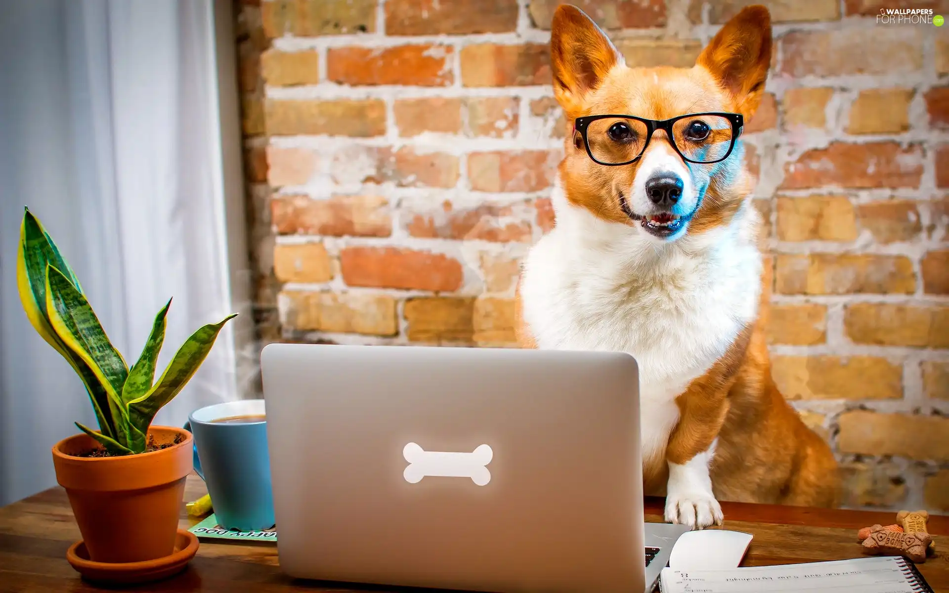 laptop, Funny, Welsh corgi pembroke, Glasses, dog