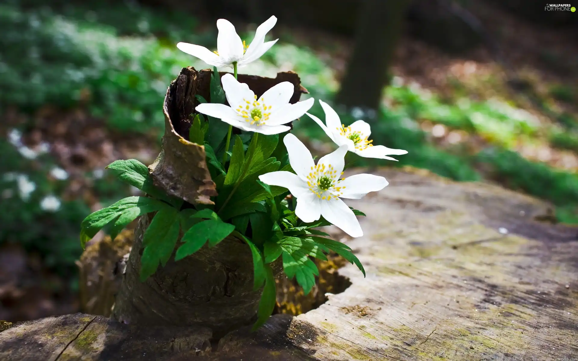 Flowers, Anemones, cork, White