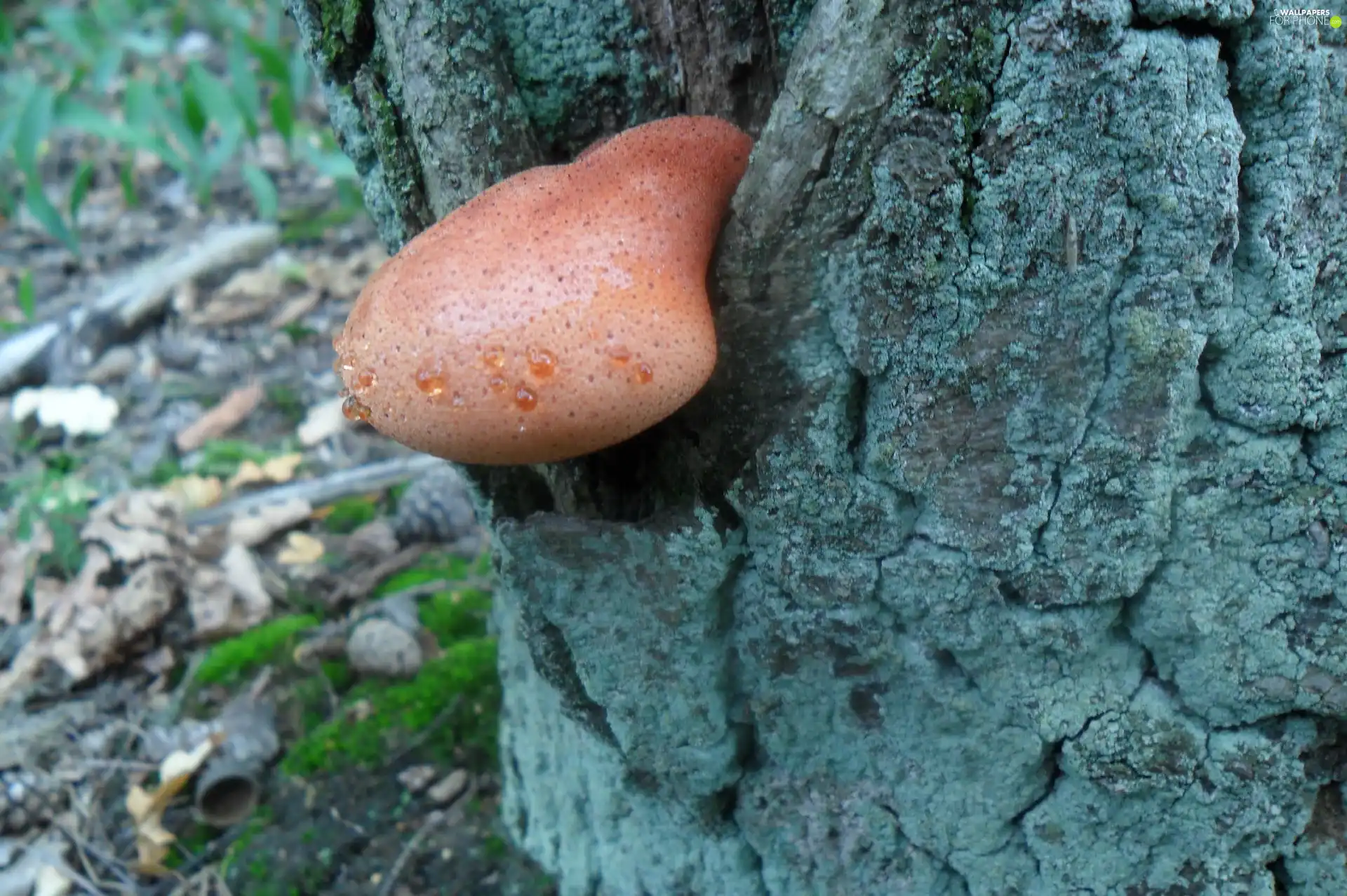 cork, Mushrooms, hub