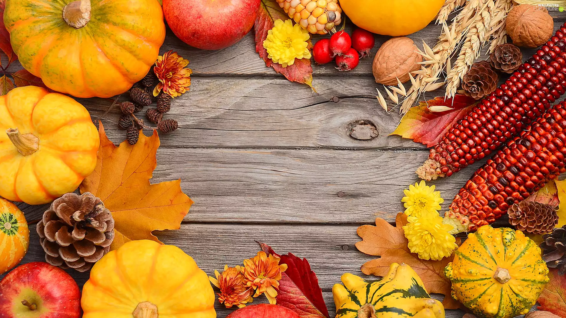 pumpkin, Leaf, boarding, Flowers, nuts, composition, autumn, corn