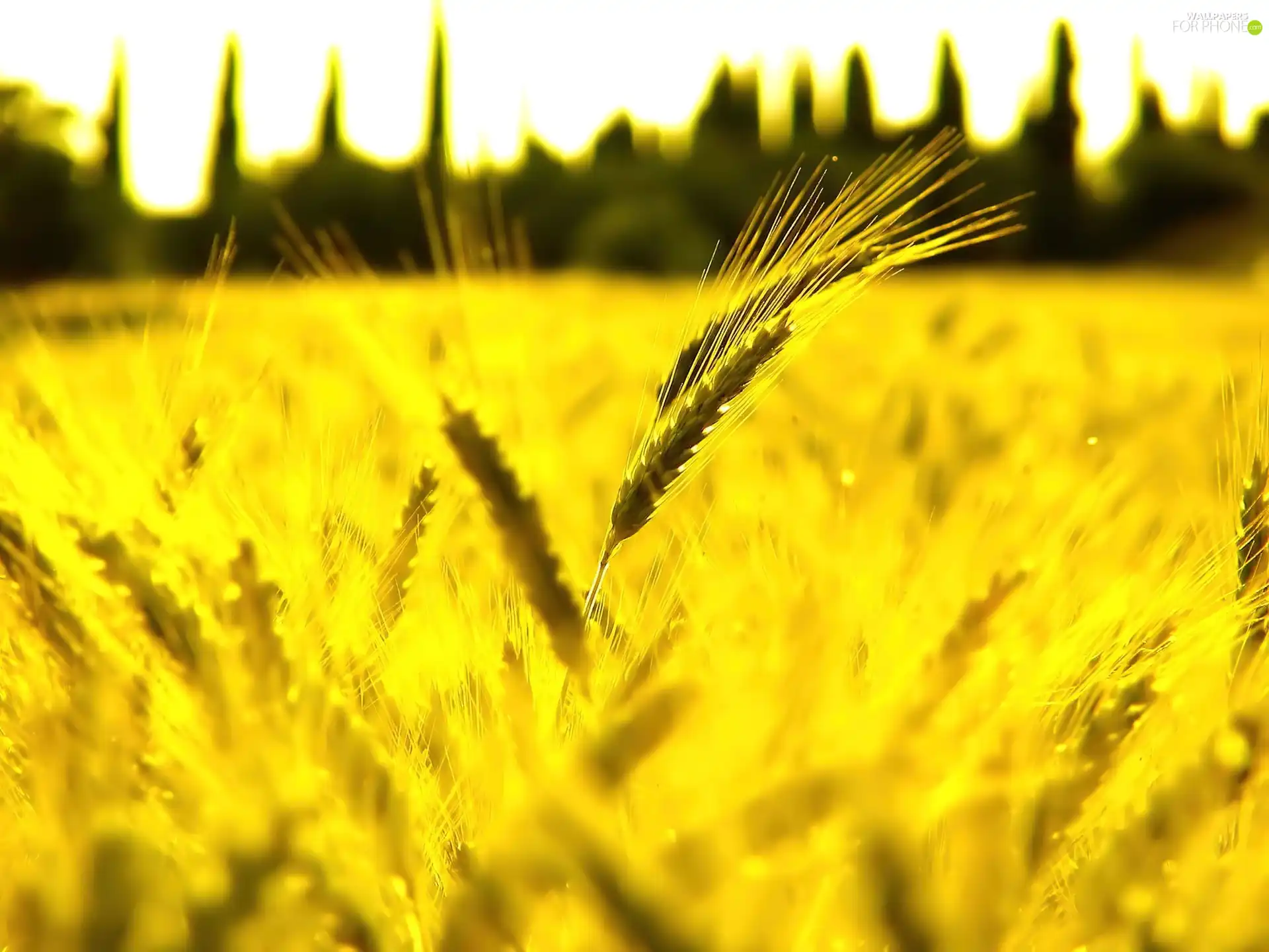 corn, Yellow, Ears