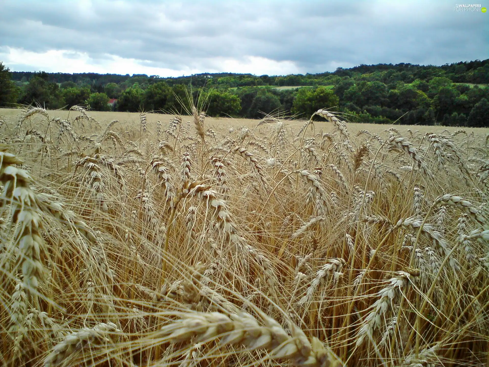 corn, summer, Meadow