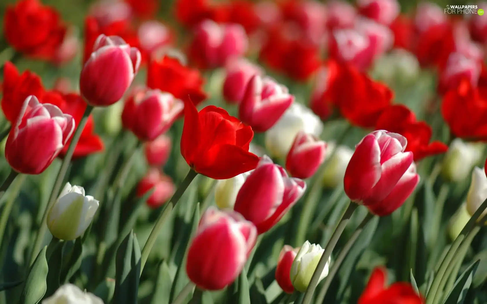 corn, Flowers, Tulips