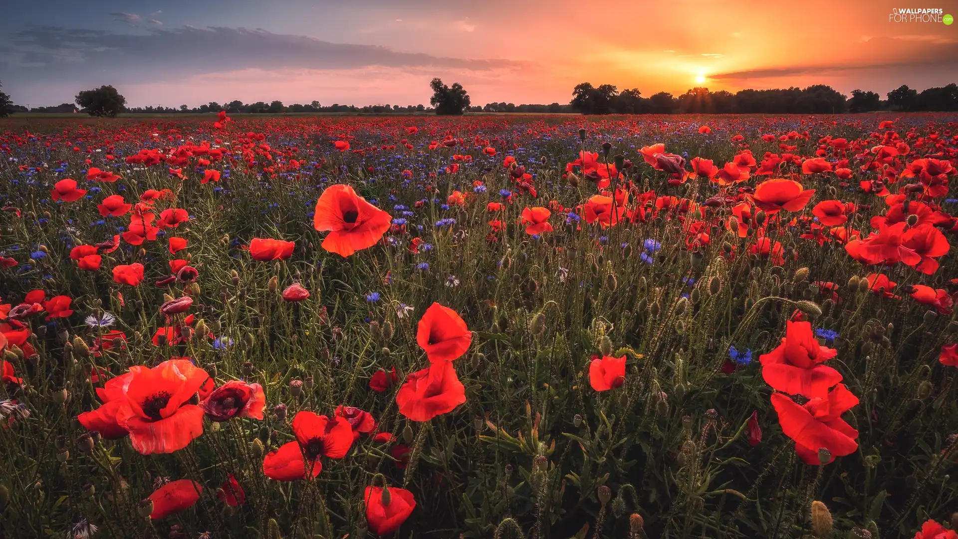 Meadow, cornflowers, Great Sunsets, papavers