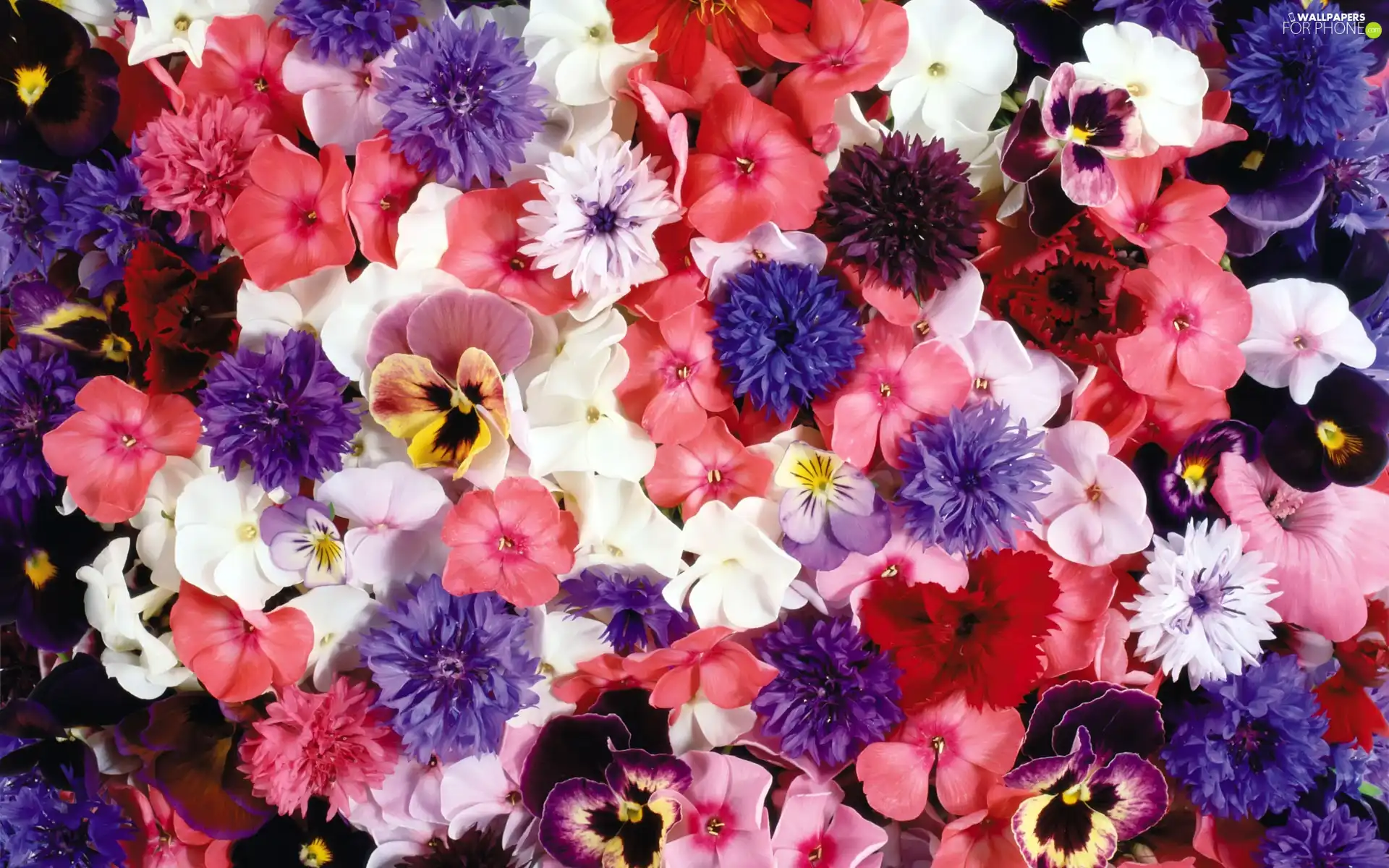 cornflowers, pansies, Flowers, phlox, color