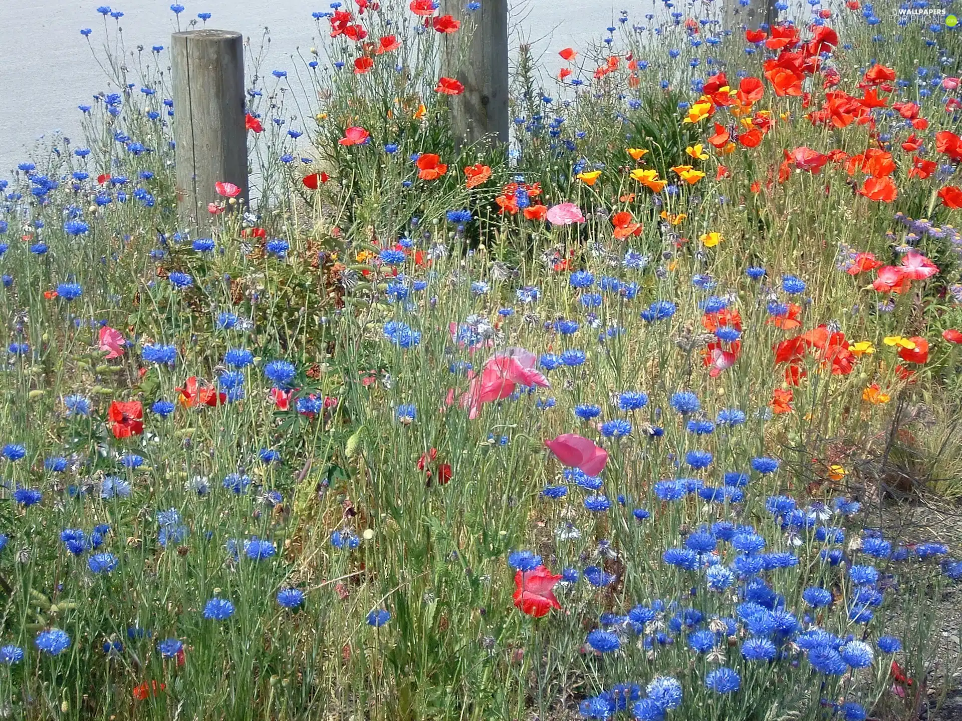cornflowers, Meadow, papavers