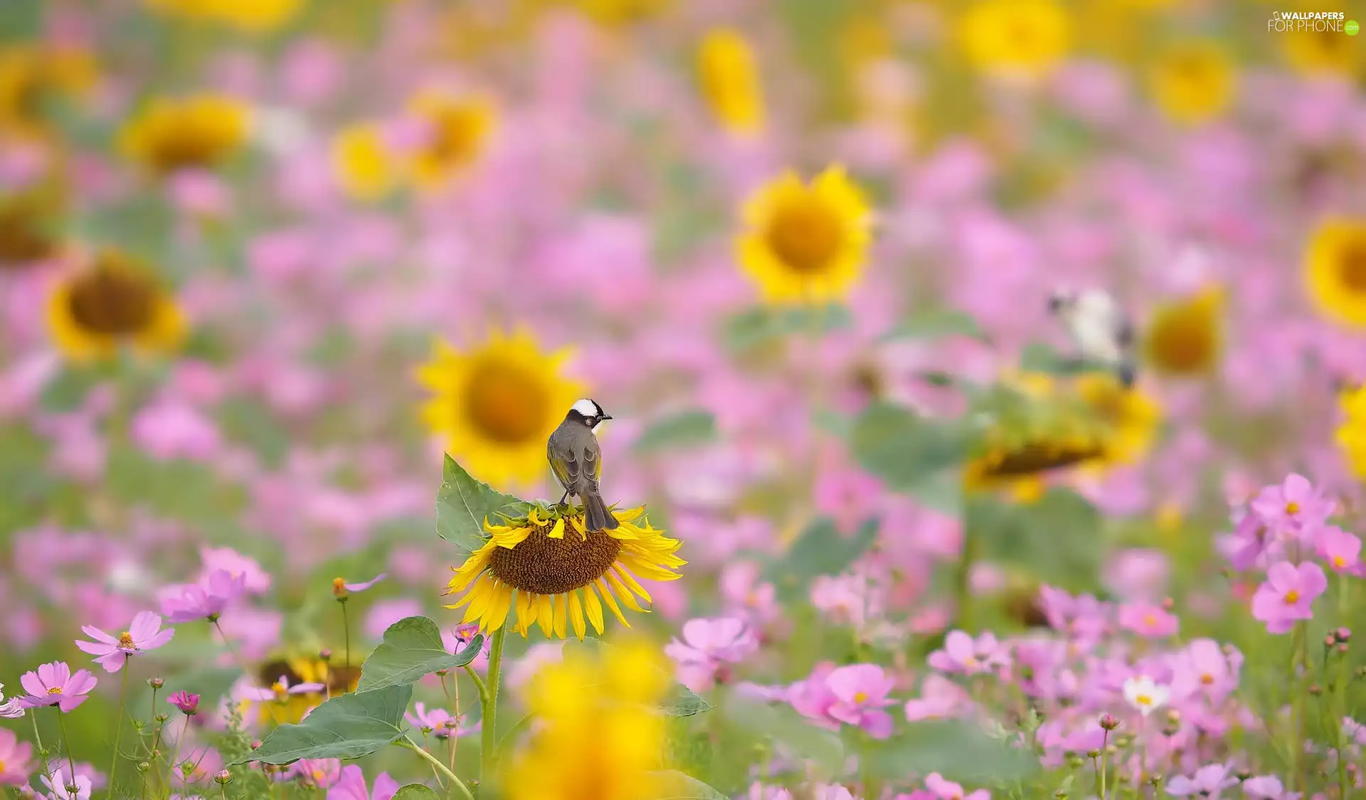 Flowers, Cosmos, Bird, Nice sunflowers