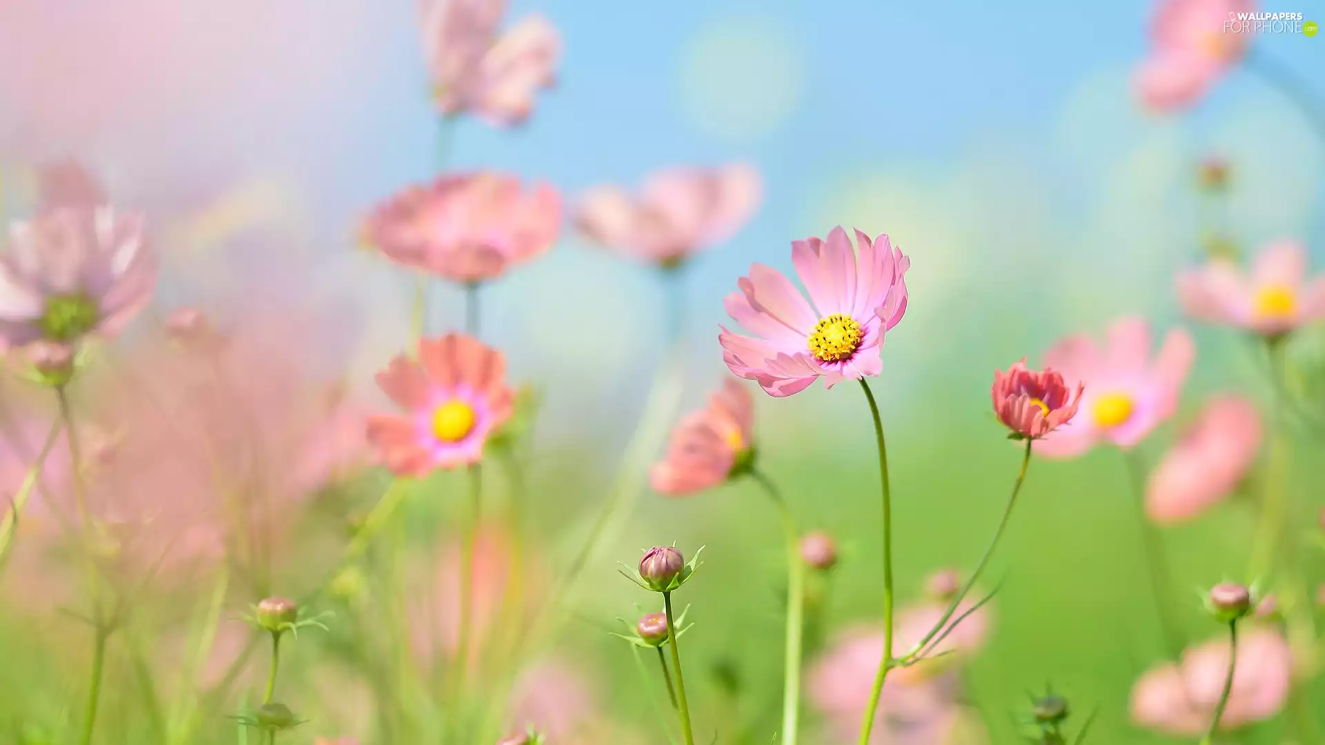 Flowers, Buds, blur, Cosmos