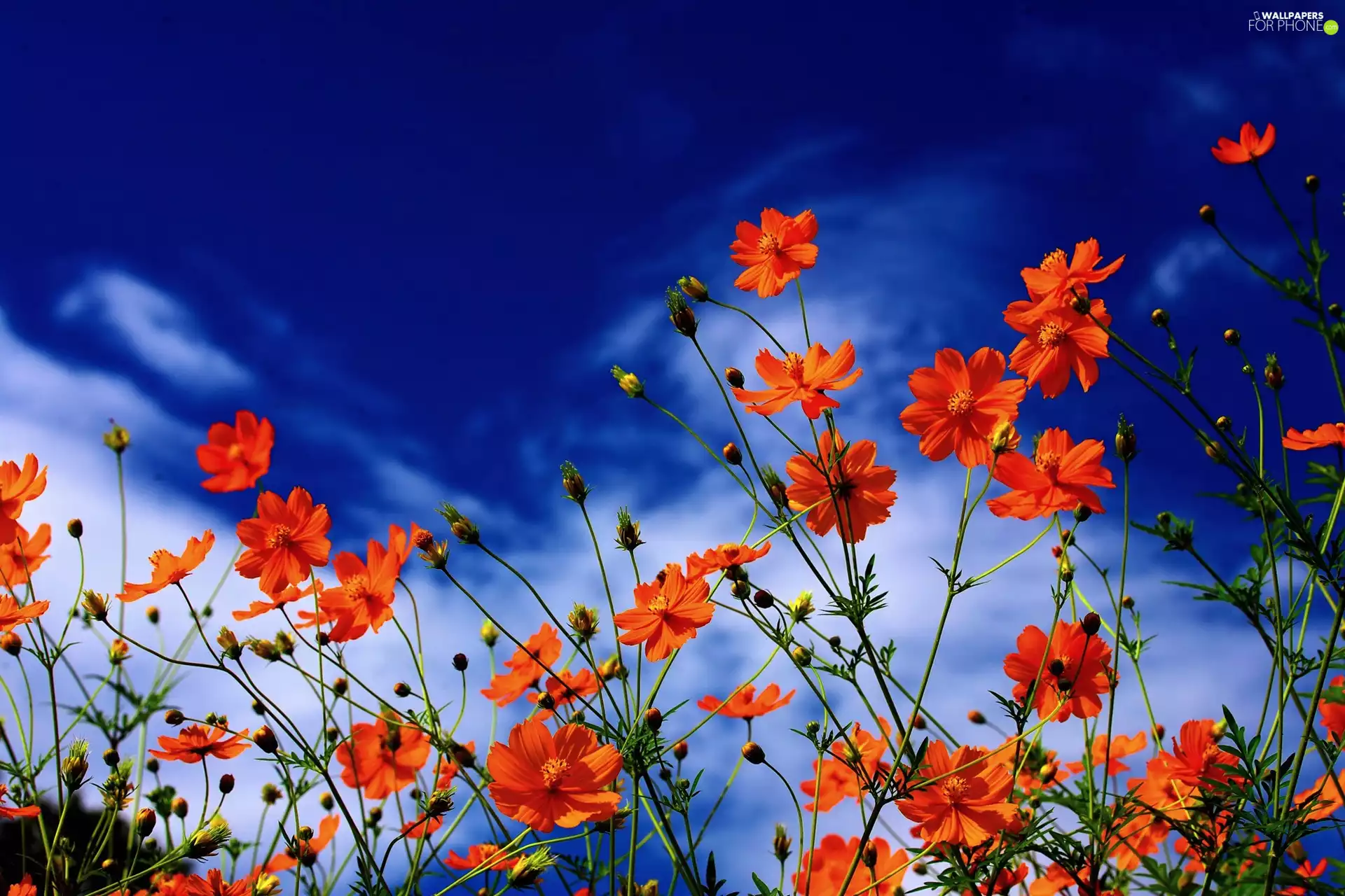 Cosmos, Sky, Flowers