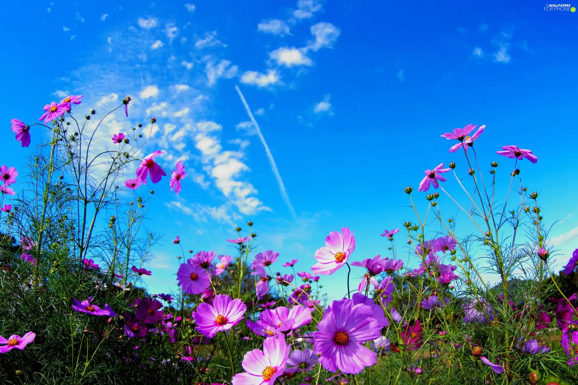 Laka, Flowers, Cosmos, Sky