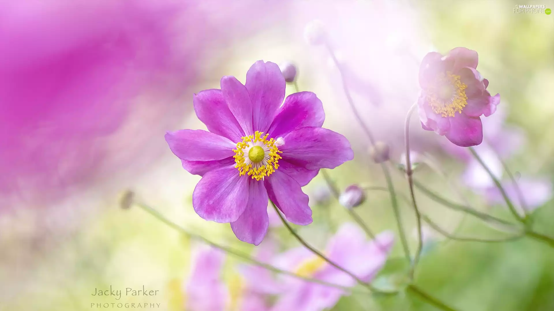 rapprochement, Colourfull Flowers, Cosmos