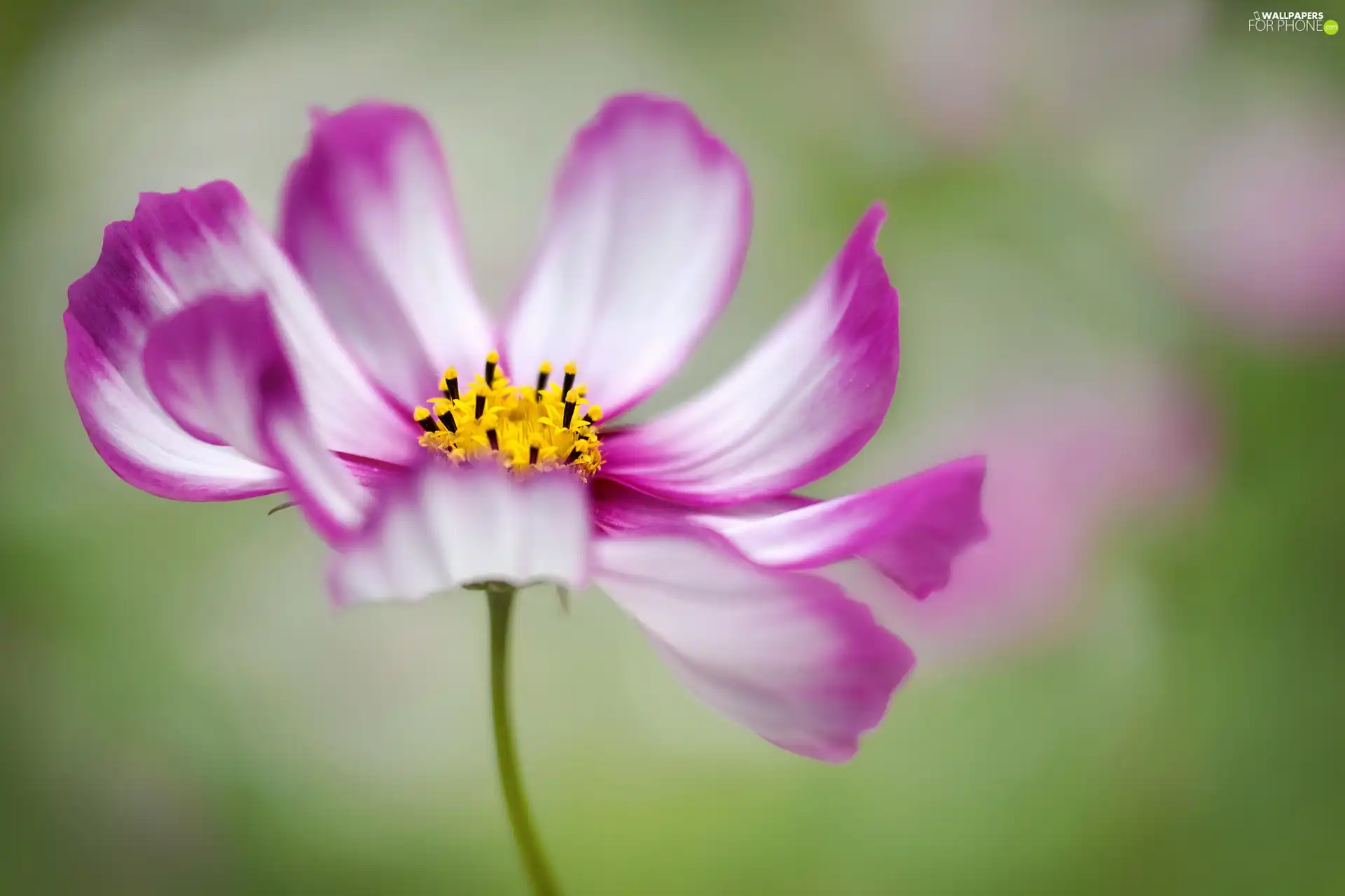 Cosmos