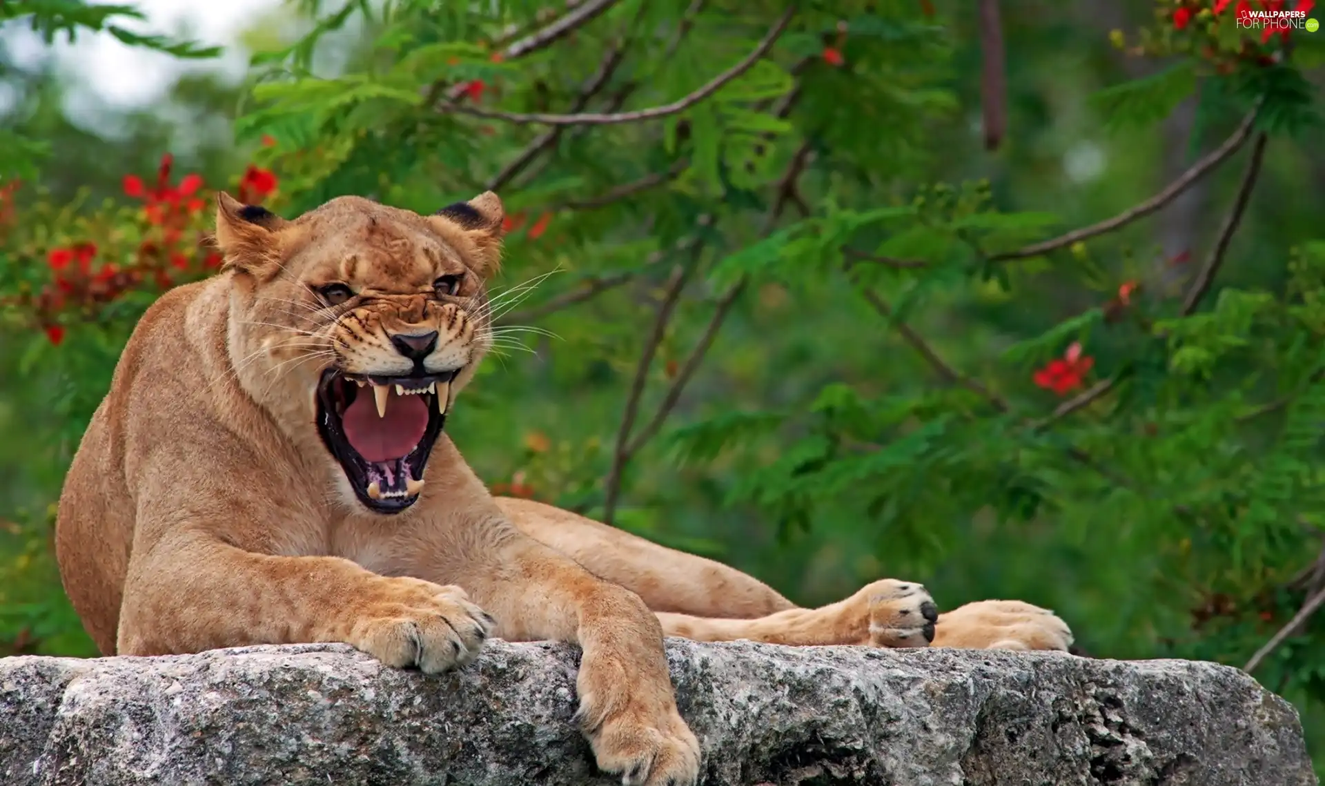 Lioness, Stone, Growling