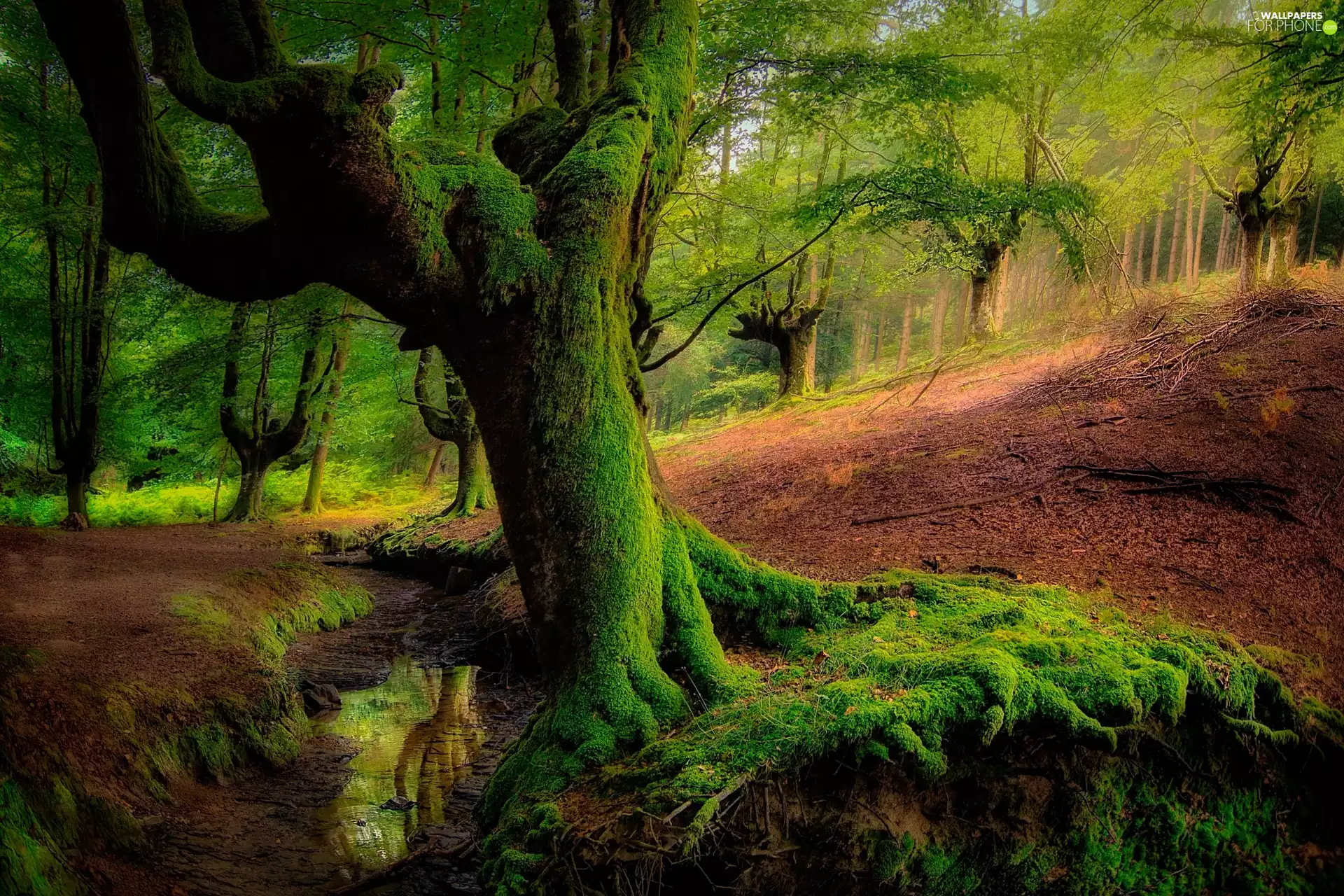 Gorbea National Park, Otzarreta forest, stream, mossy, viewes, Basque Country, Spain, trees