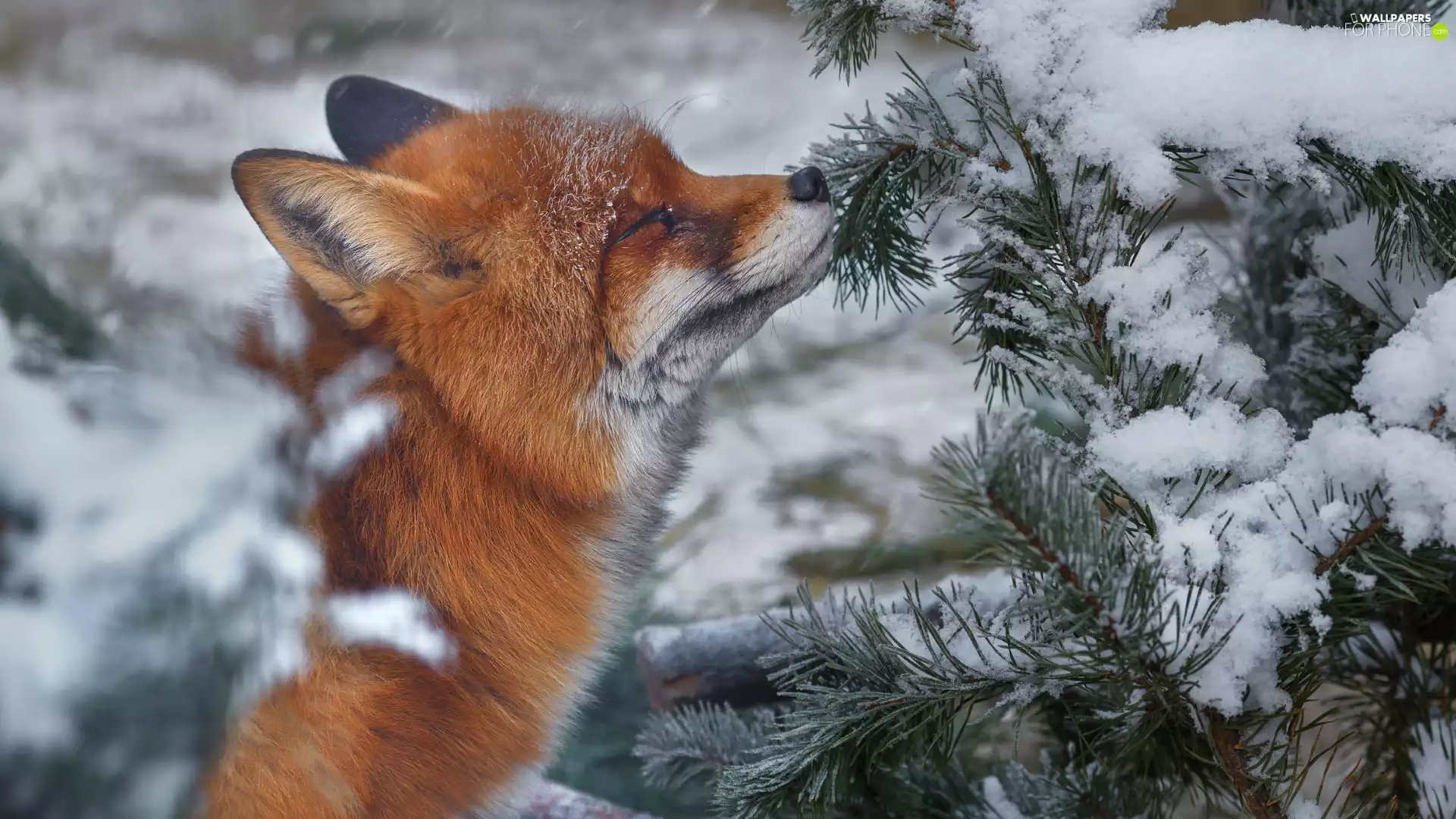 ginger, A snow-covered, twig, Fox