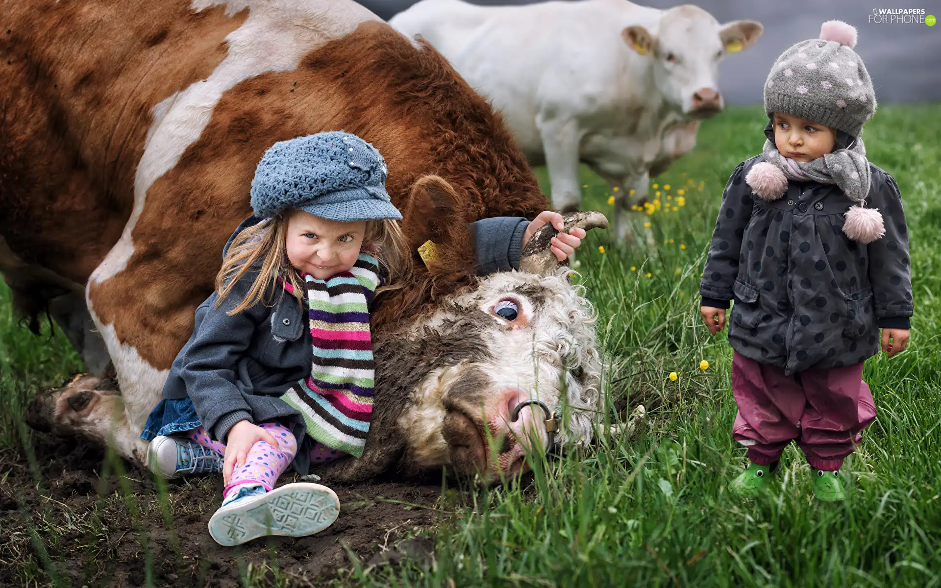 Cows, Kids