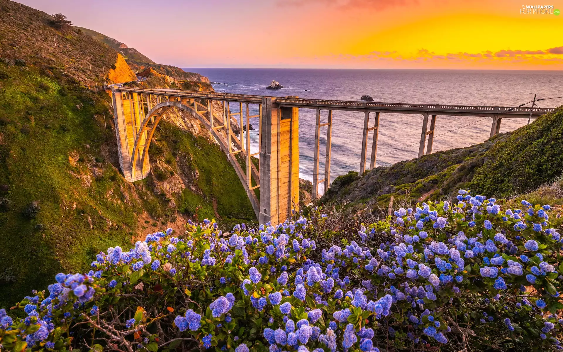 California, The United States, sea, Bixby Creek Bridge, Flowers, Meadow, Big Sur Region, Great Sunsets, Coast