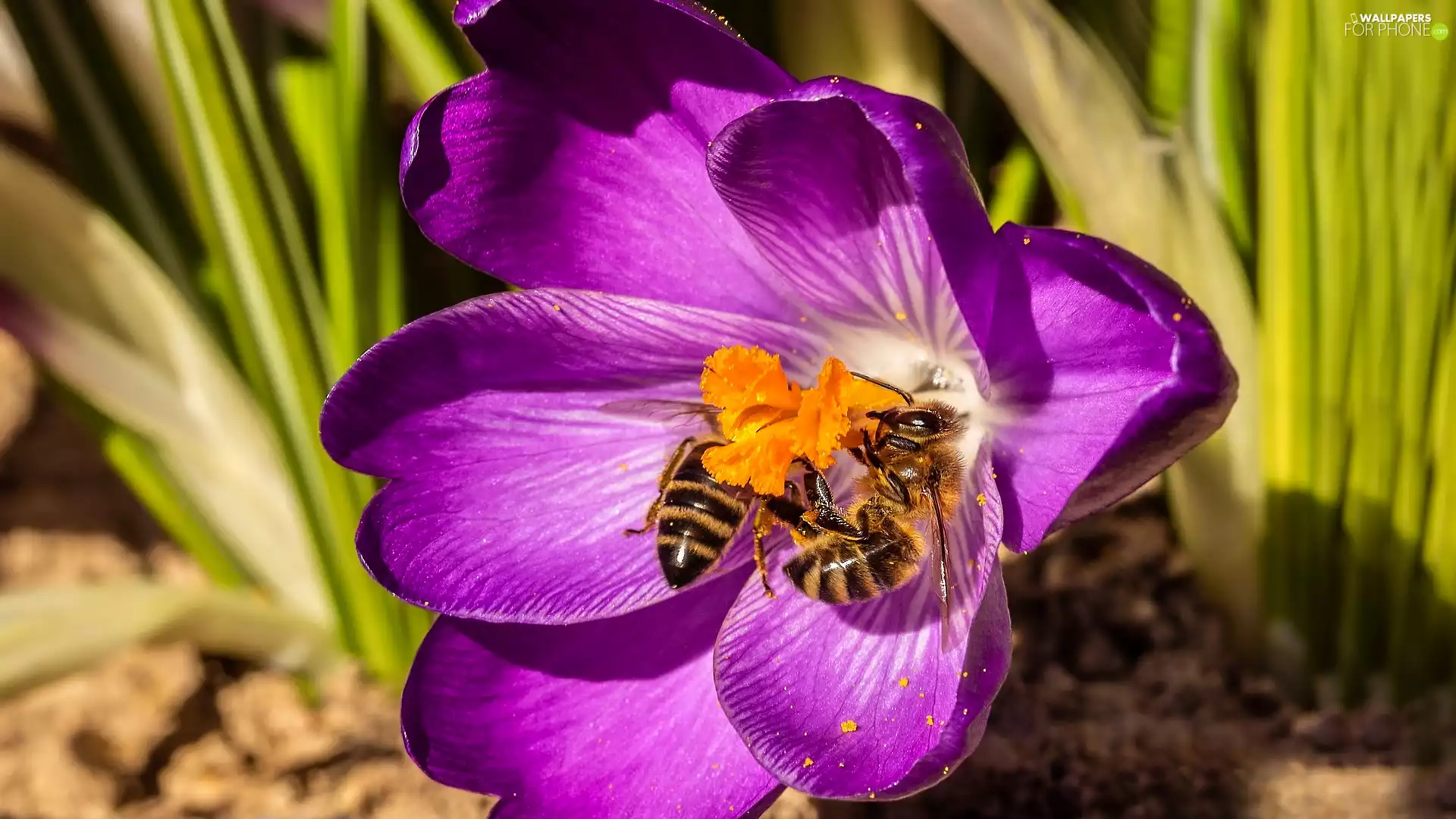 Bees, Colourfull Flowers, crocus