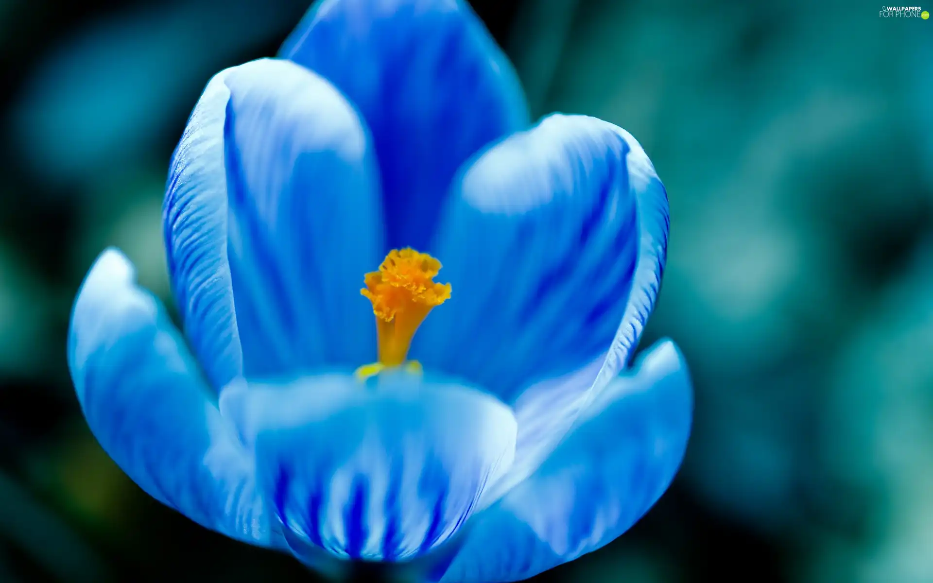 blue, crocus