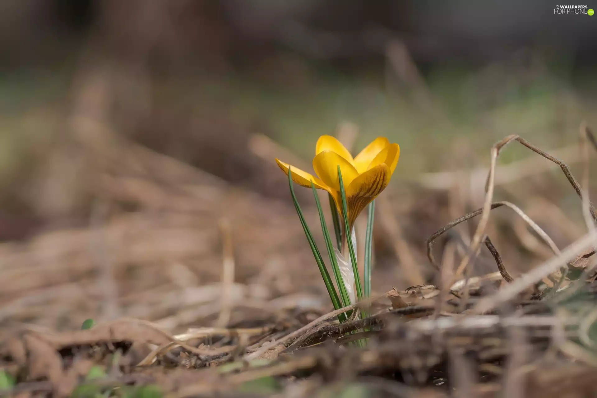 blurry background, Yellow, crocus