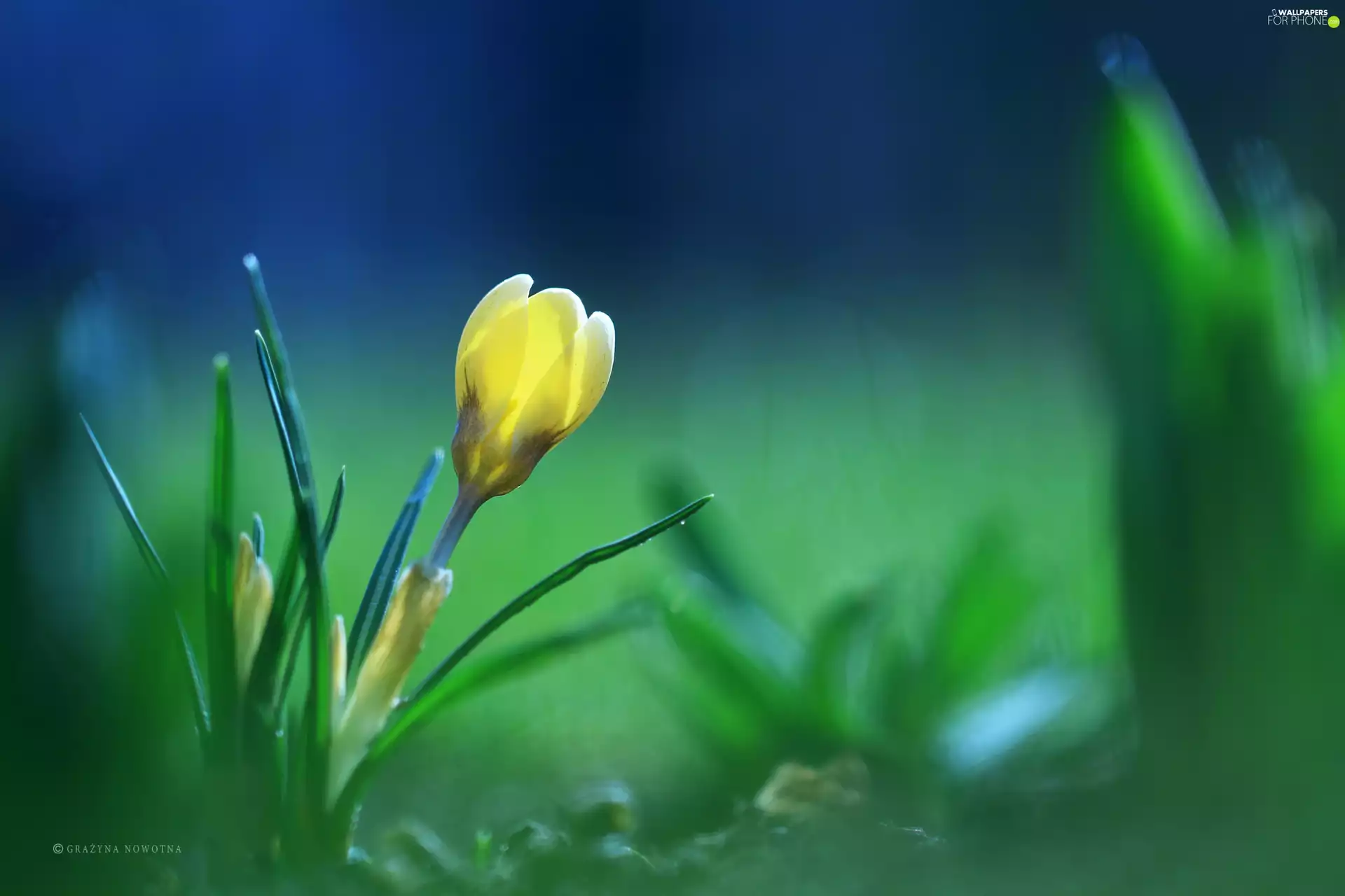 Colourfull Flowers, Yellow, crocus
