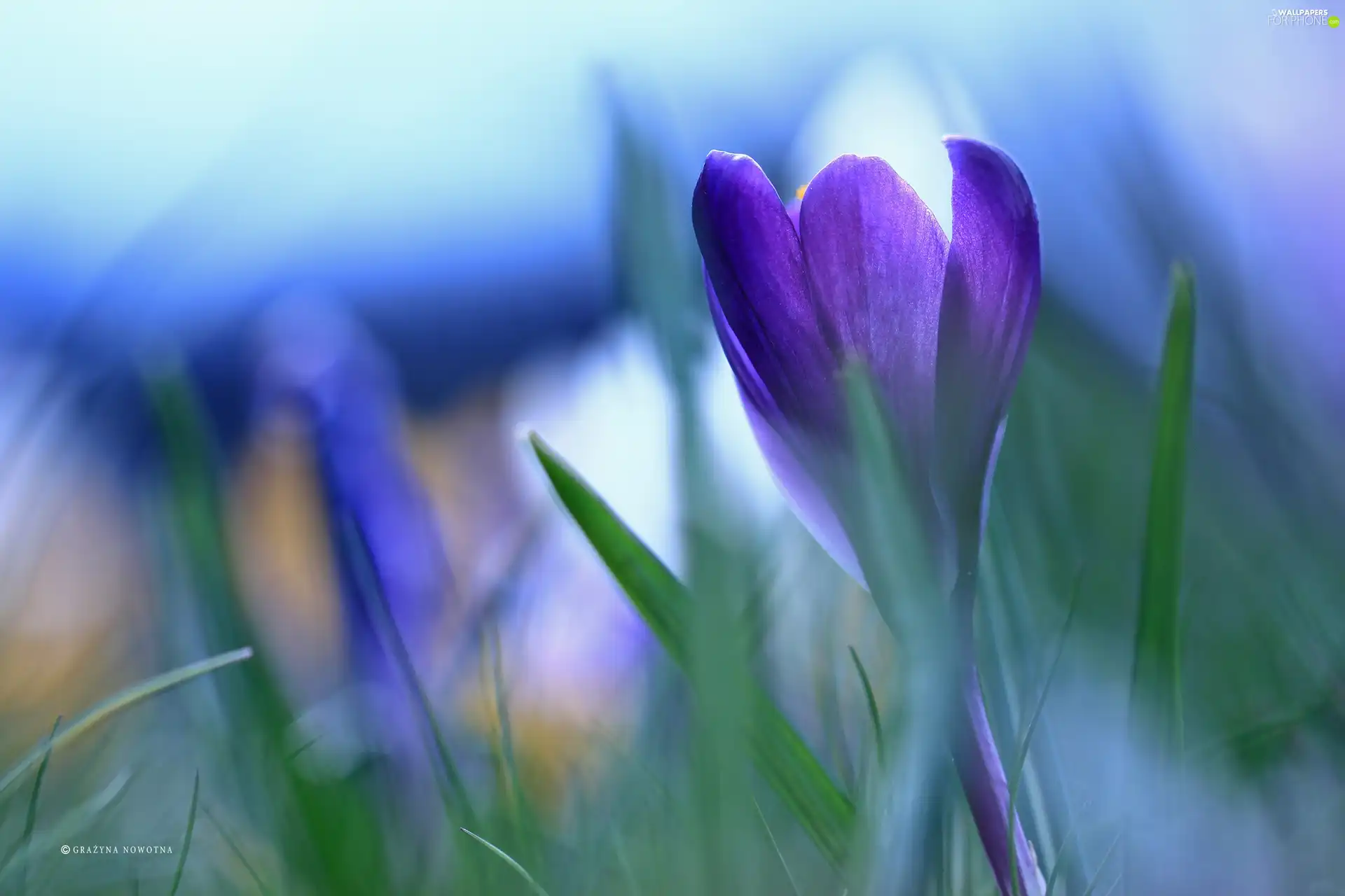 Colourfull Flowers, Violet, crocus