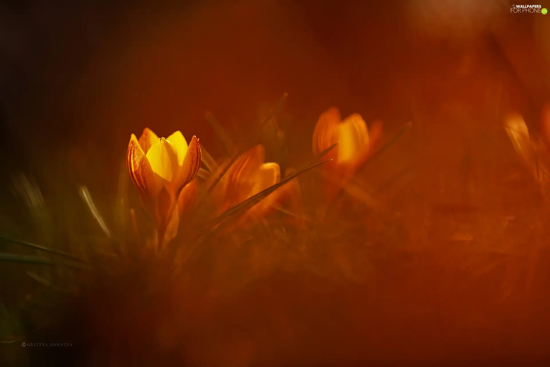 Colourfull Flowers, Yellow, crocus