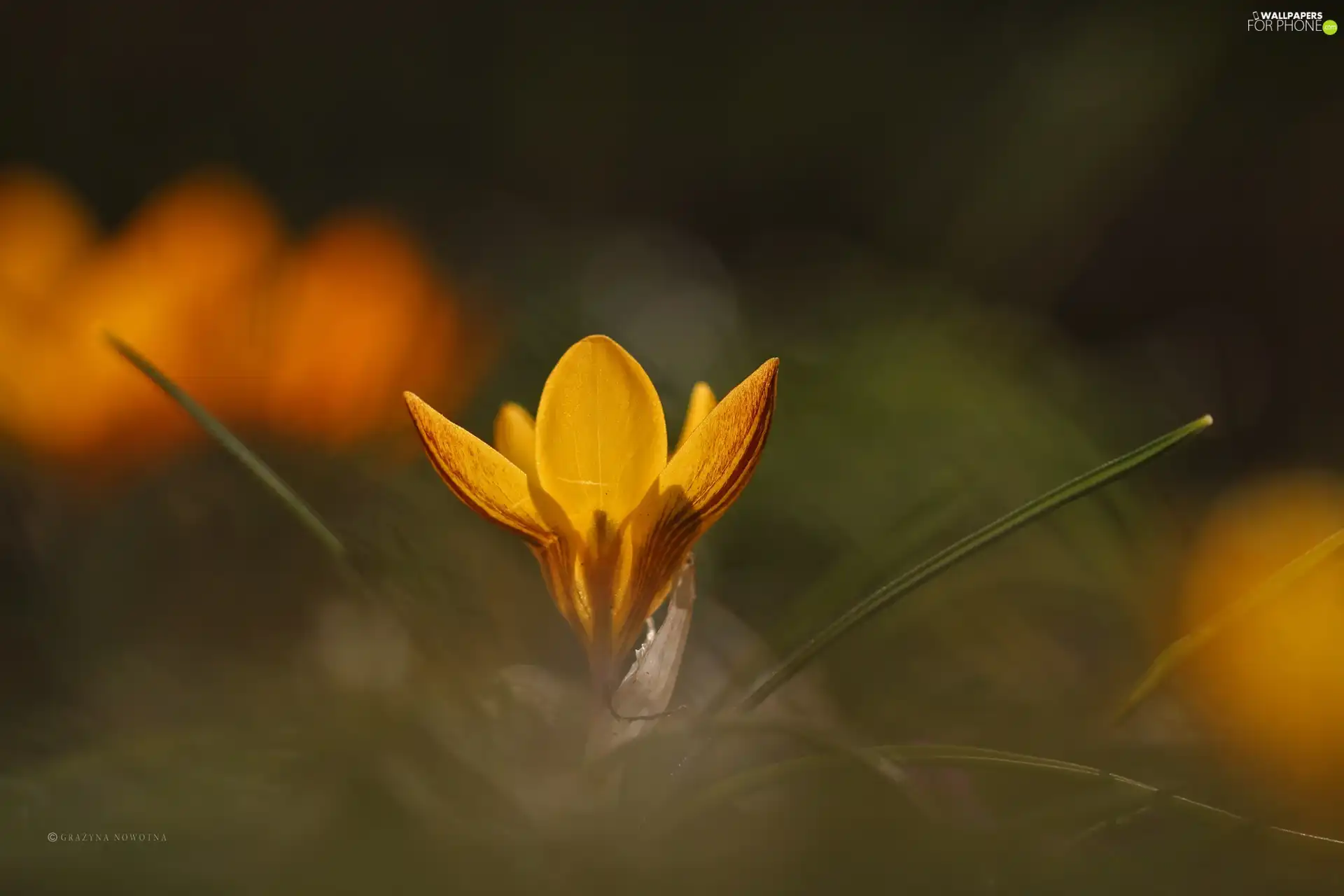 Colourfull Flowers, Yellow, crocus