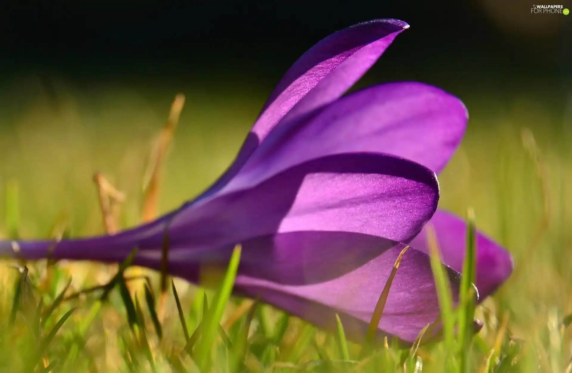 Violet, crocus