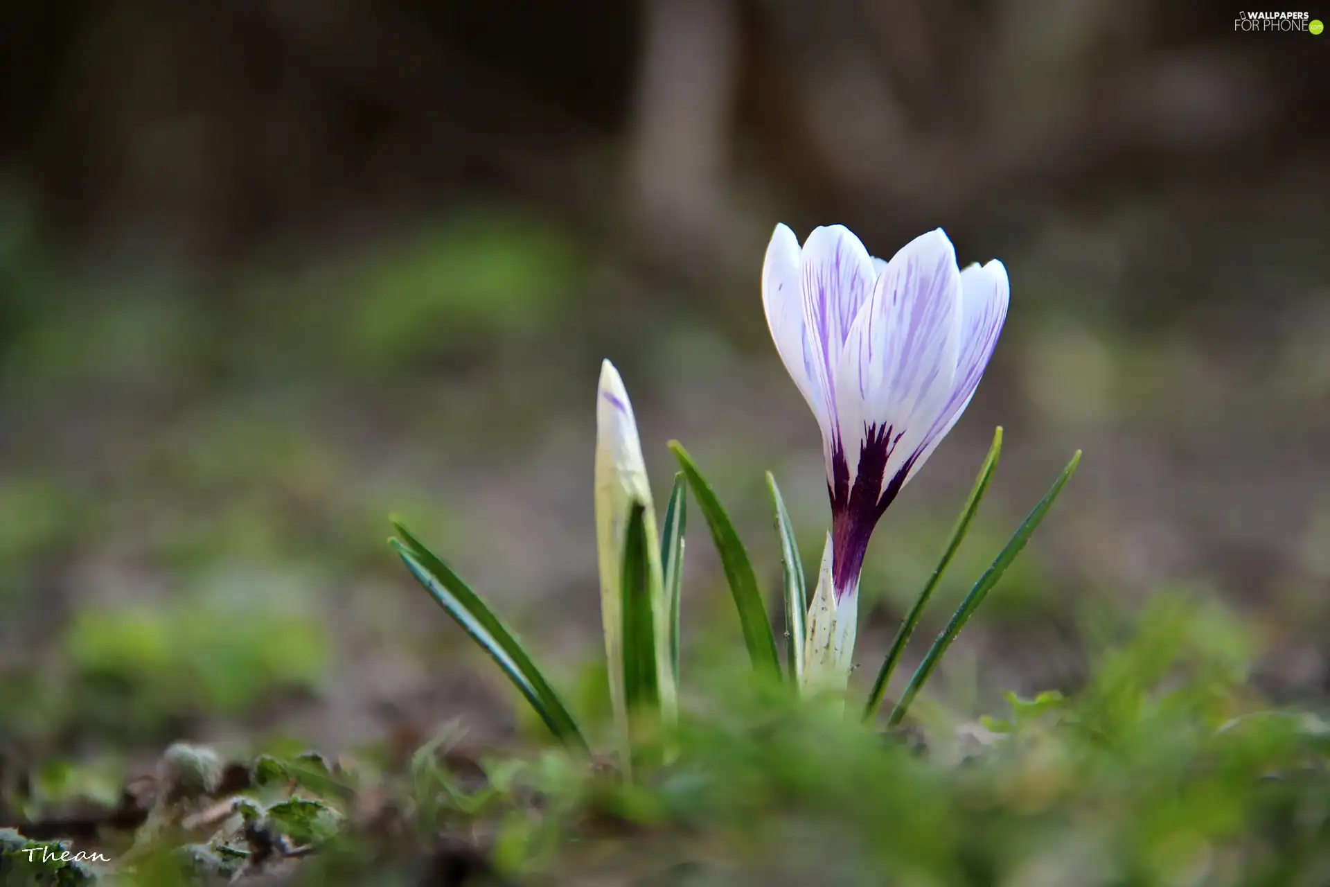 Spring, white Lilac, crocus