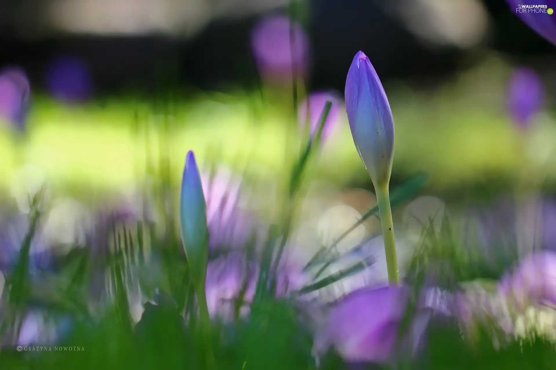 crocuses, colchicum, Autumn