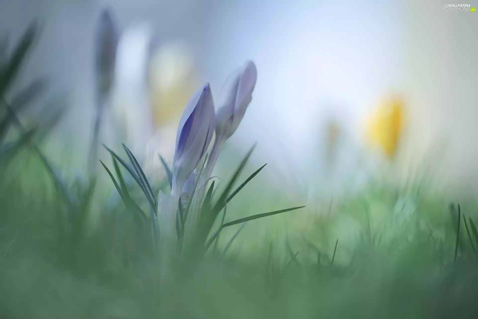 Blue, Buds, rapprochement, crocuses