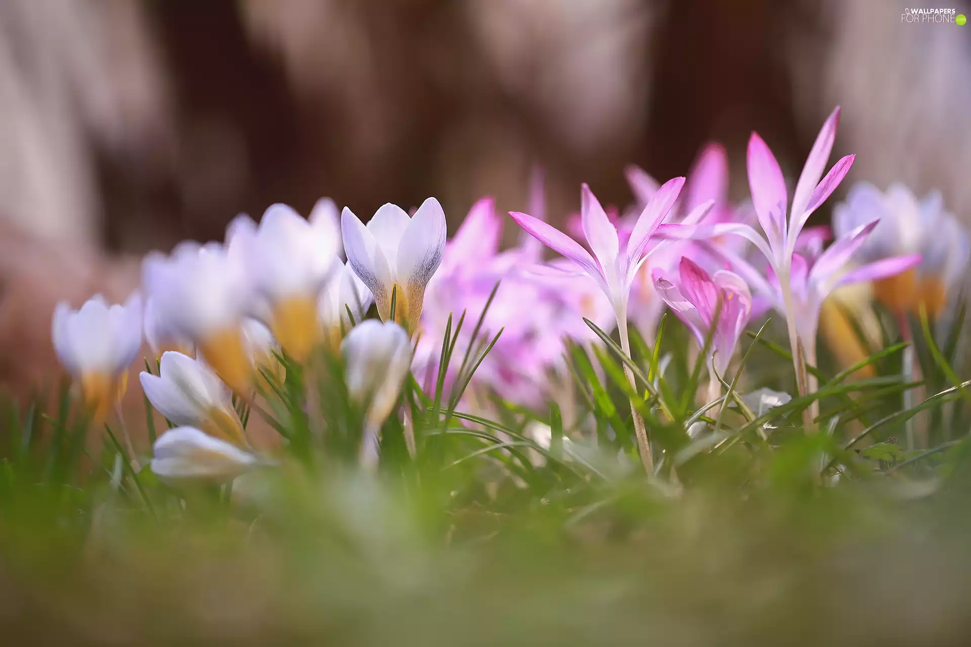 color, Flowers, Spring, crocuses