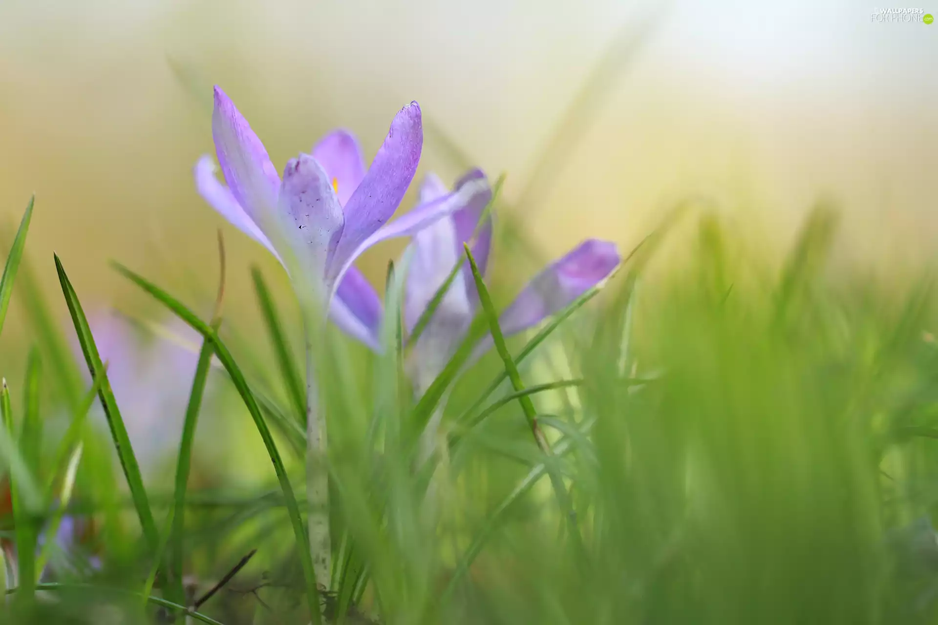 developed, Flowers, grass, crocuses