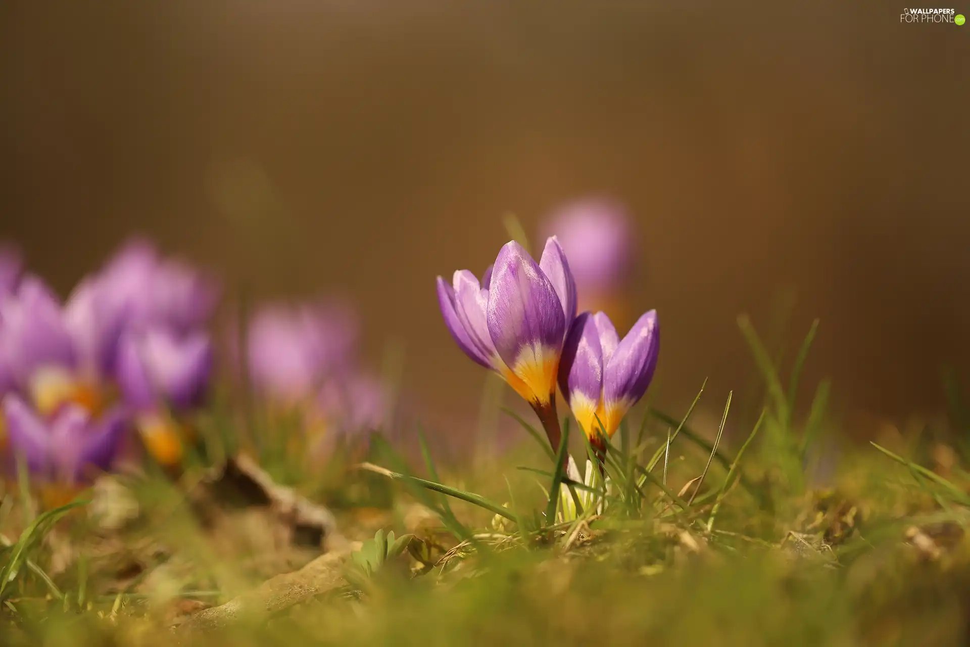 purple, crocuses, Flowers, Two cars