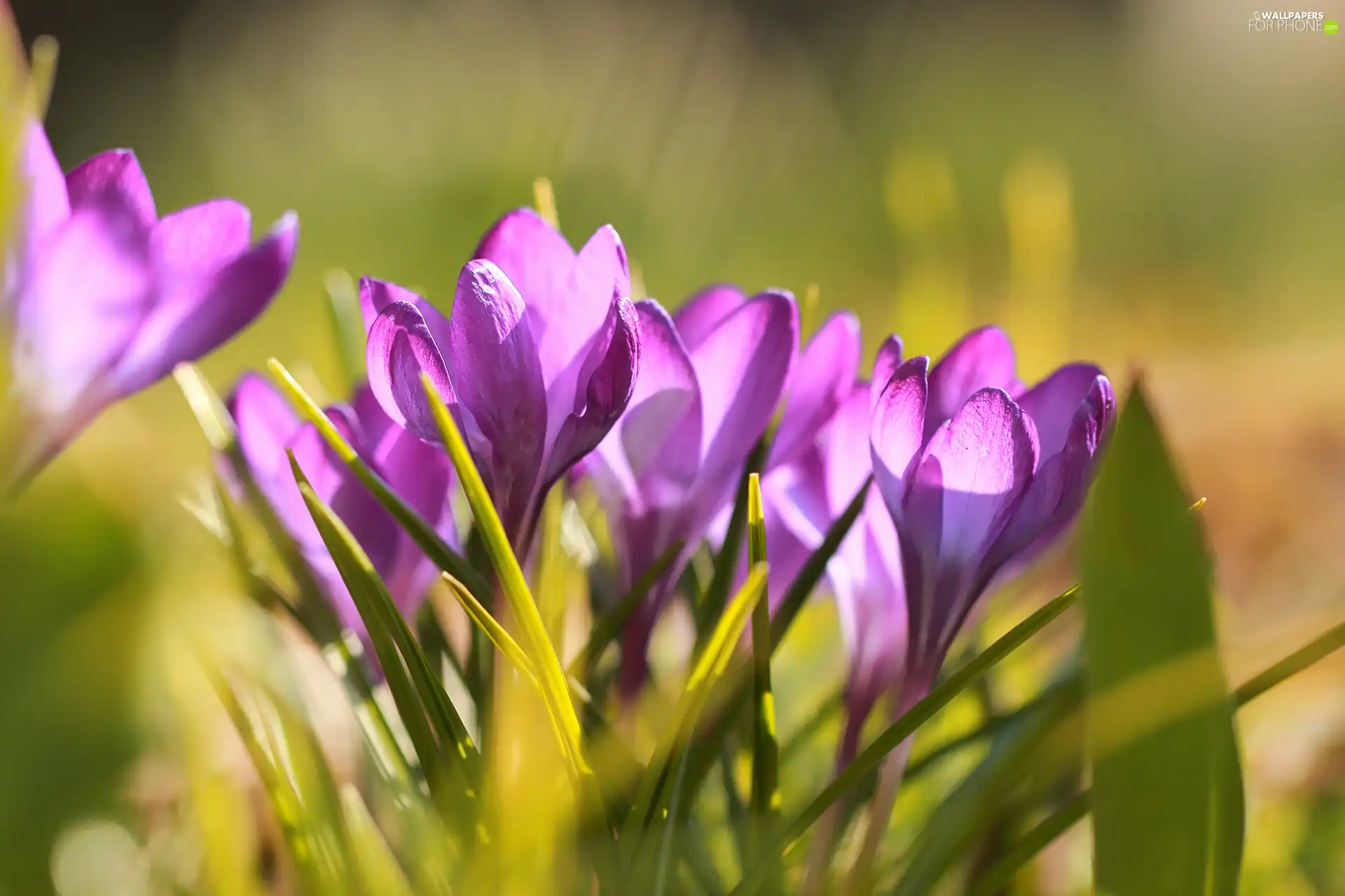 illuminated, purple, Flowers, crocuses