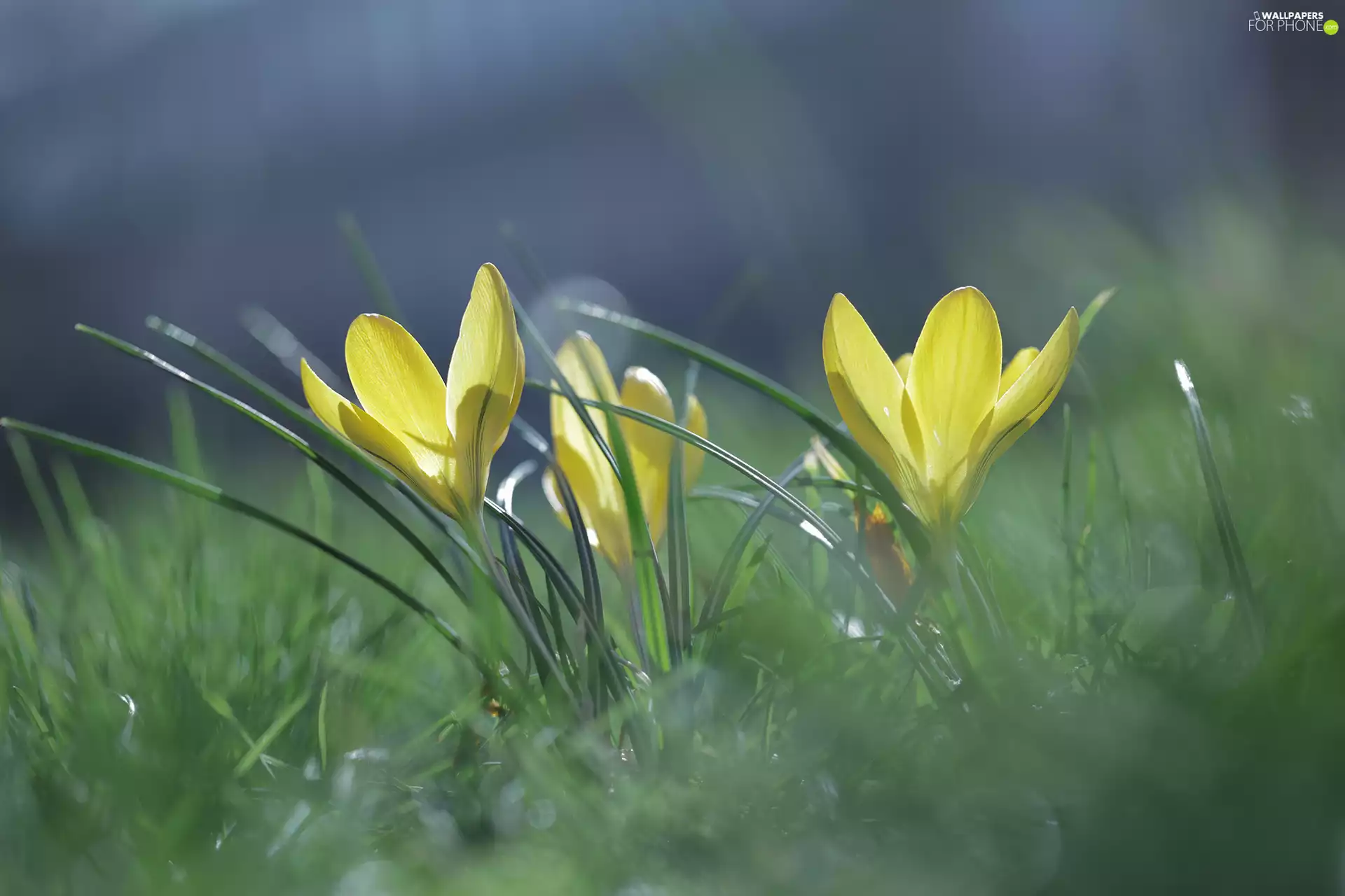 crocuses, Yellow, illuminated
