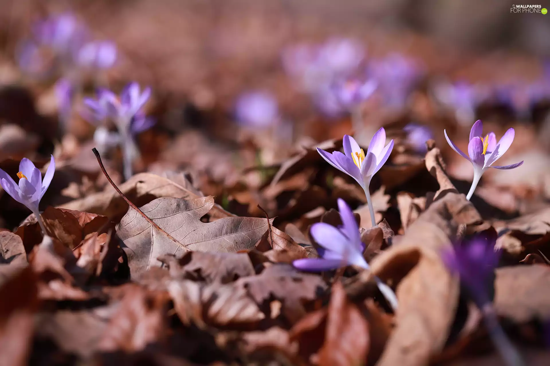 lilac, dry, Leaf, crocuses