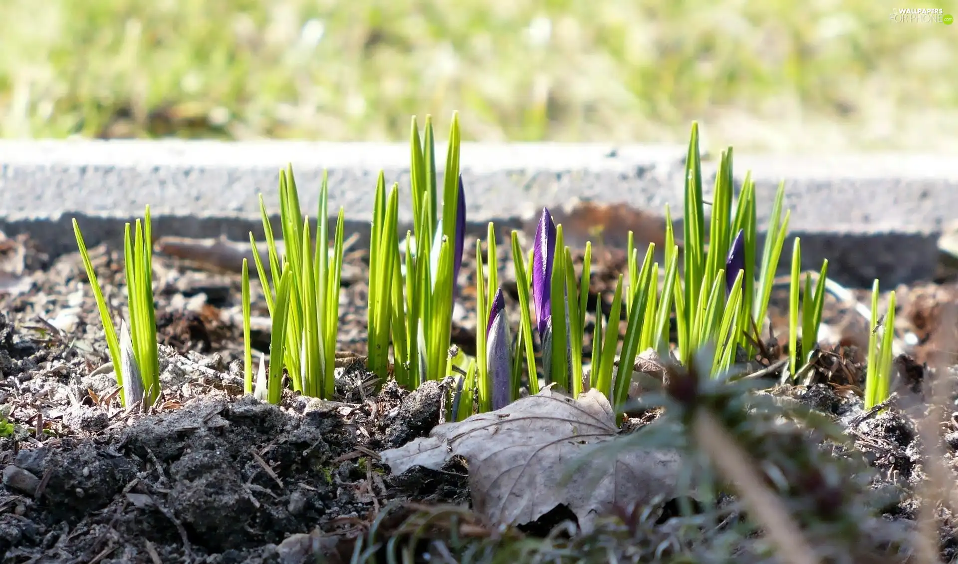 purple, crocuses